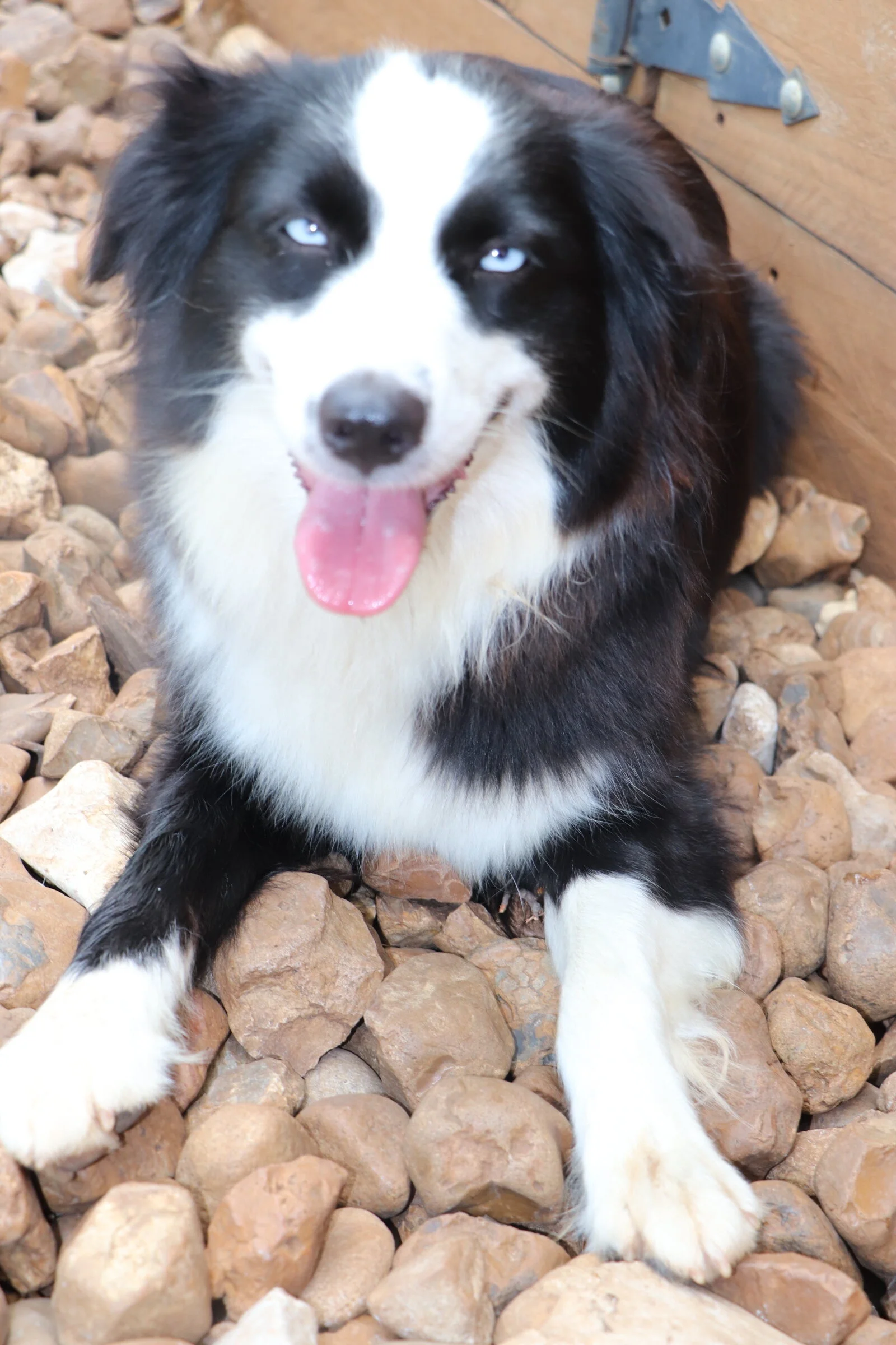 Waymire's Tootin Her Horn aka Tootie