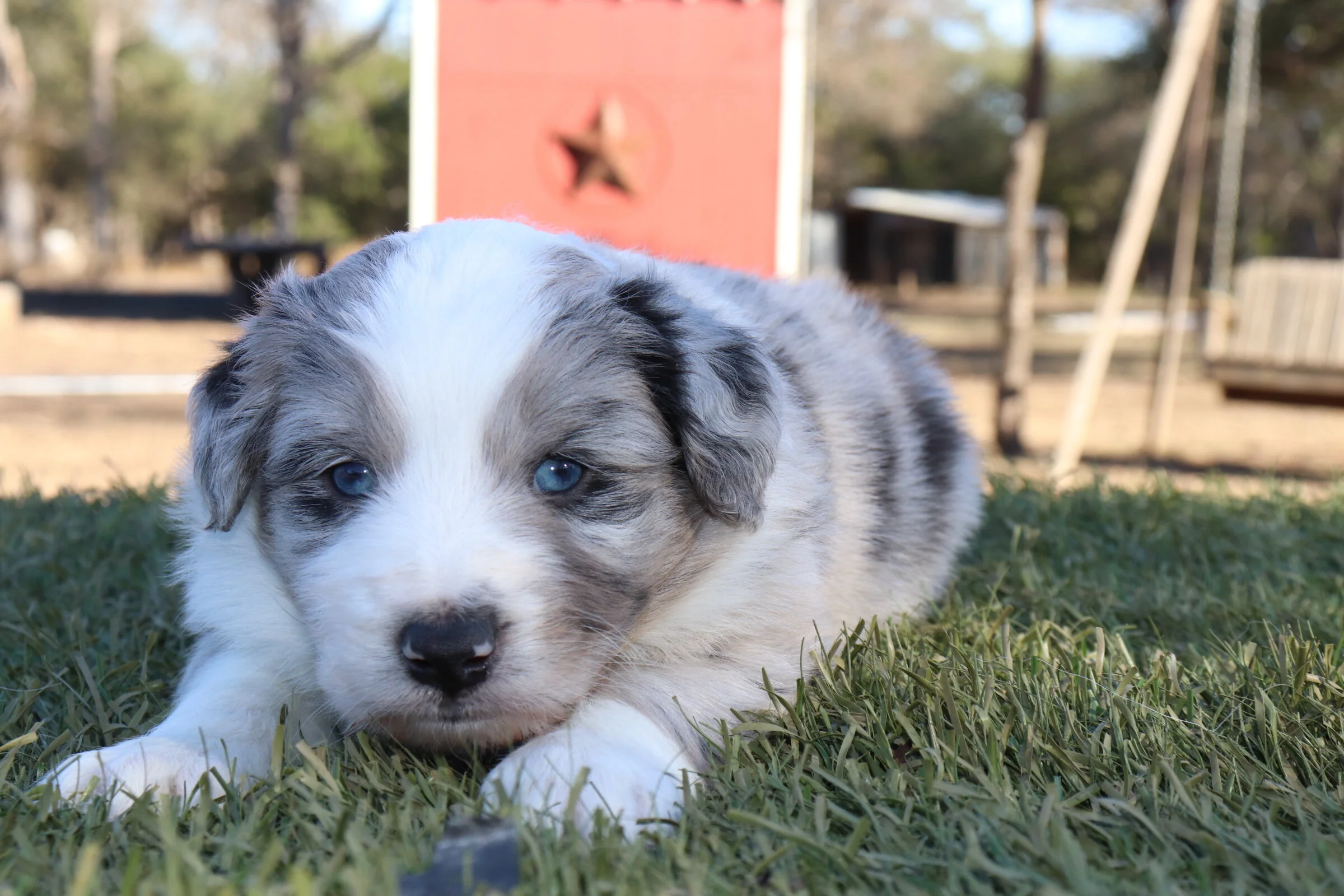 Waylon