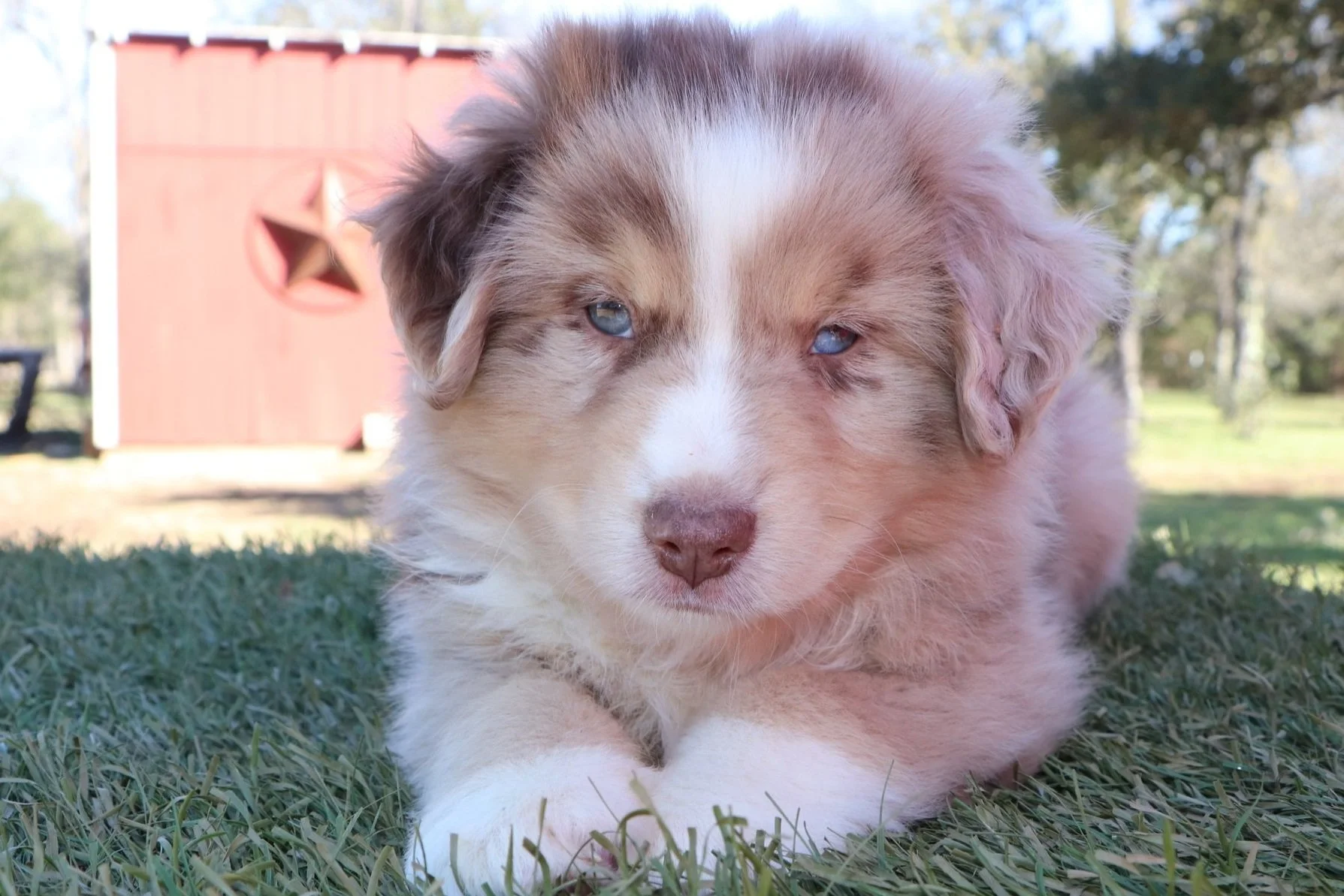 Bentley