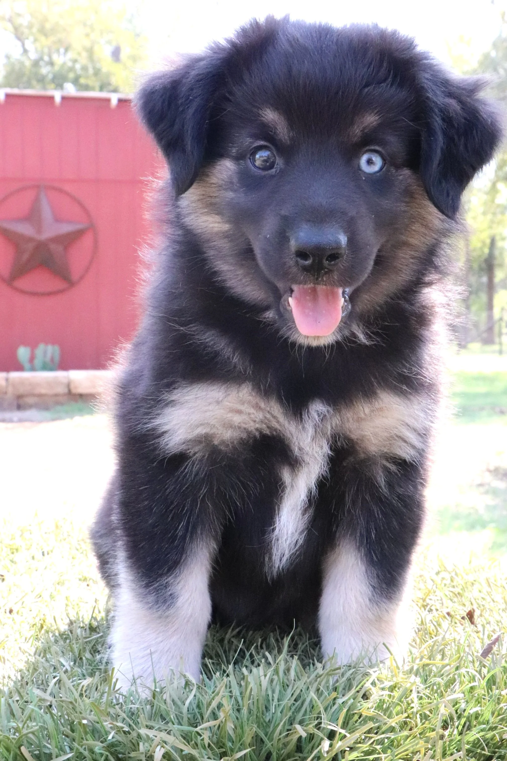  Ready to go home 9/13/22  AVAILABLE $1000 Discounted for early placement 