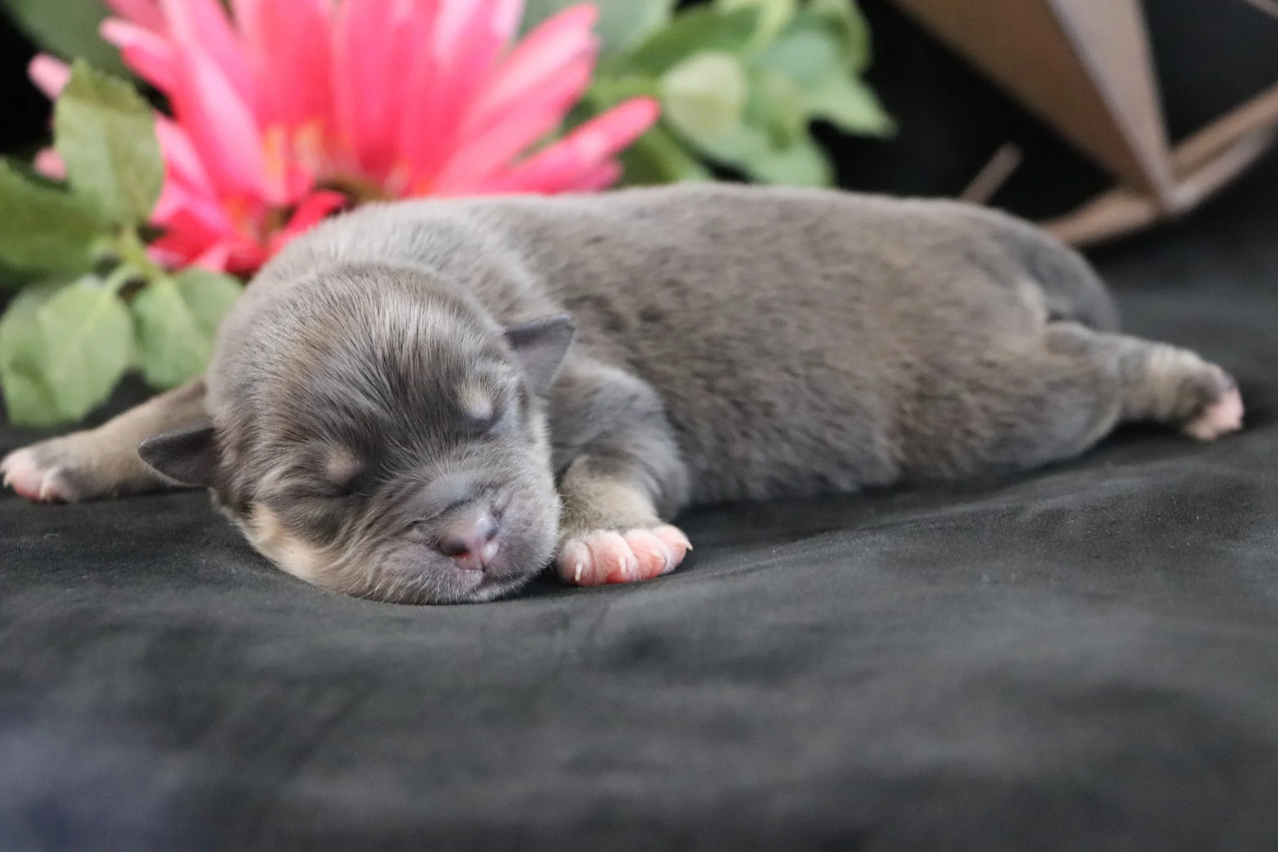  Black Tri Dilute Female 