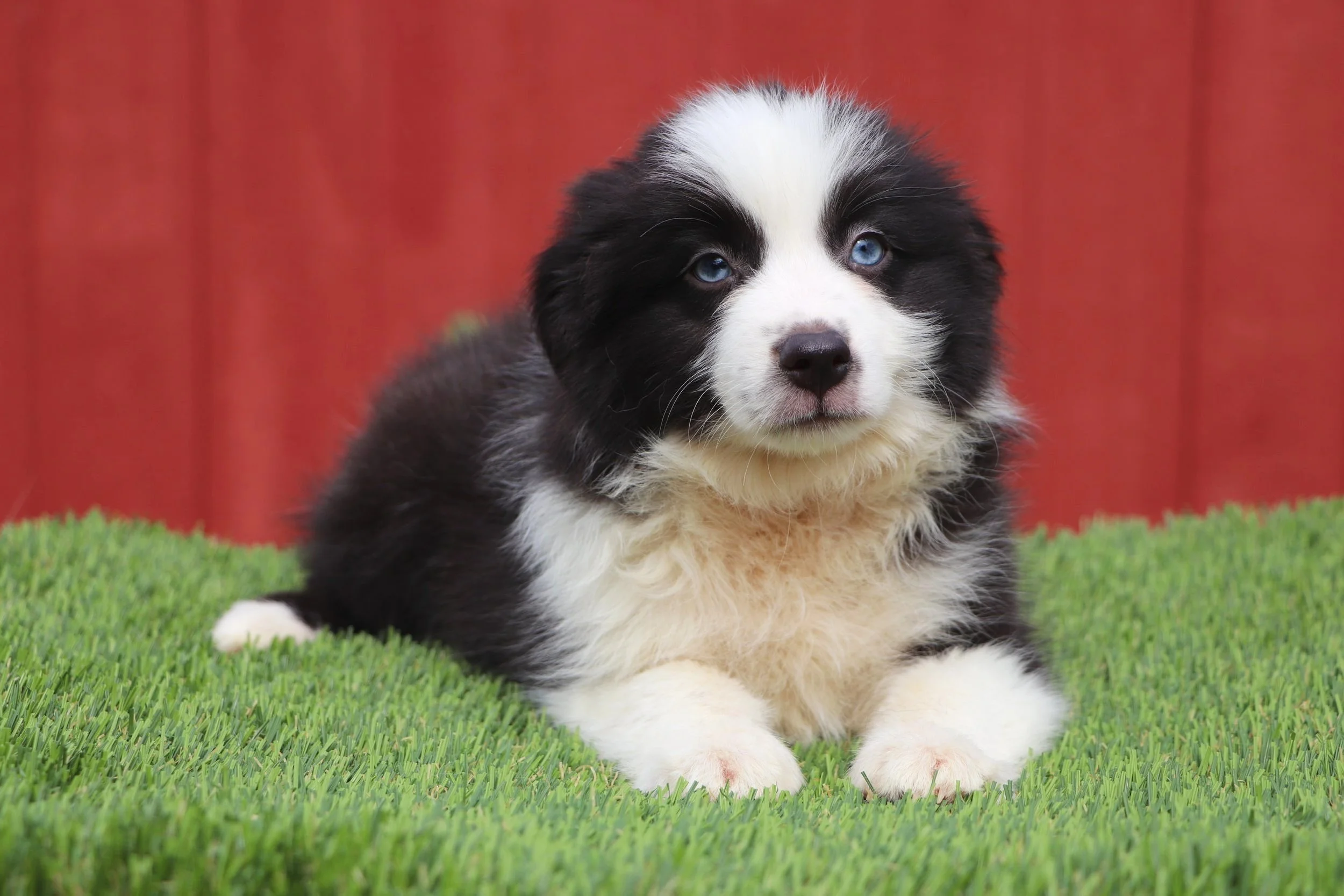 Zuko