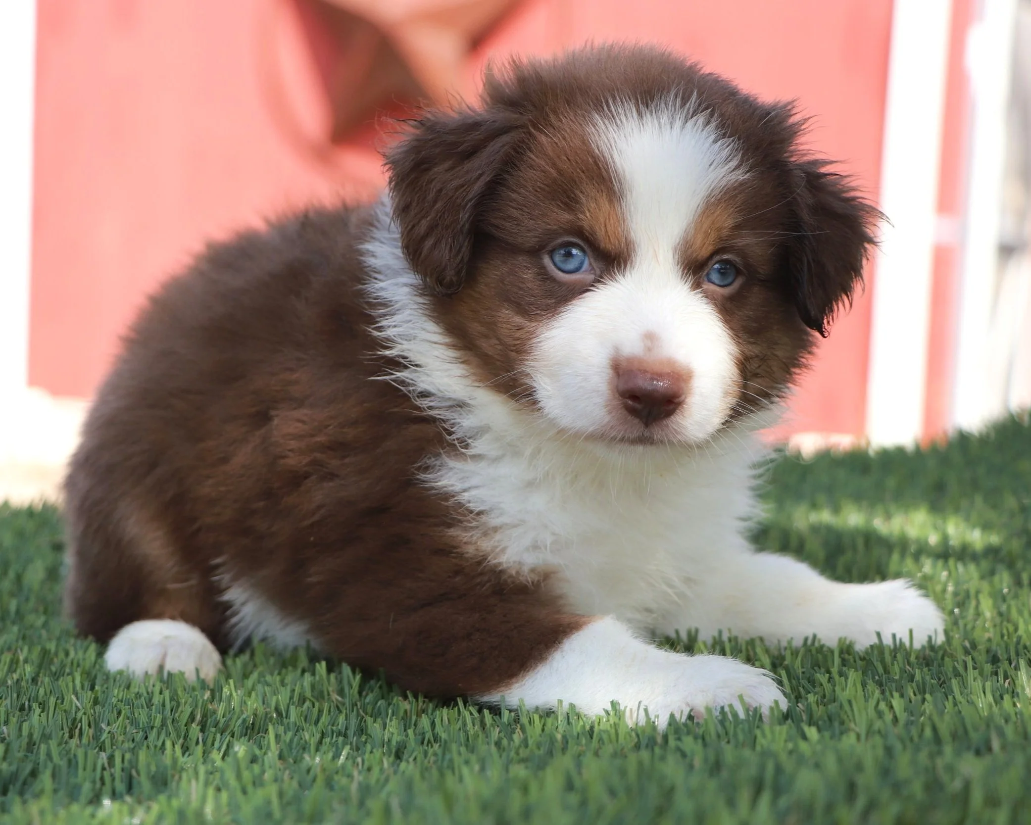 Brownie