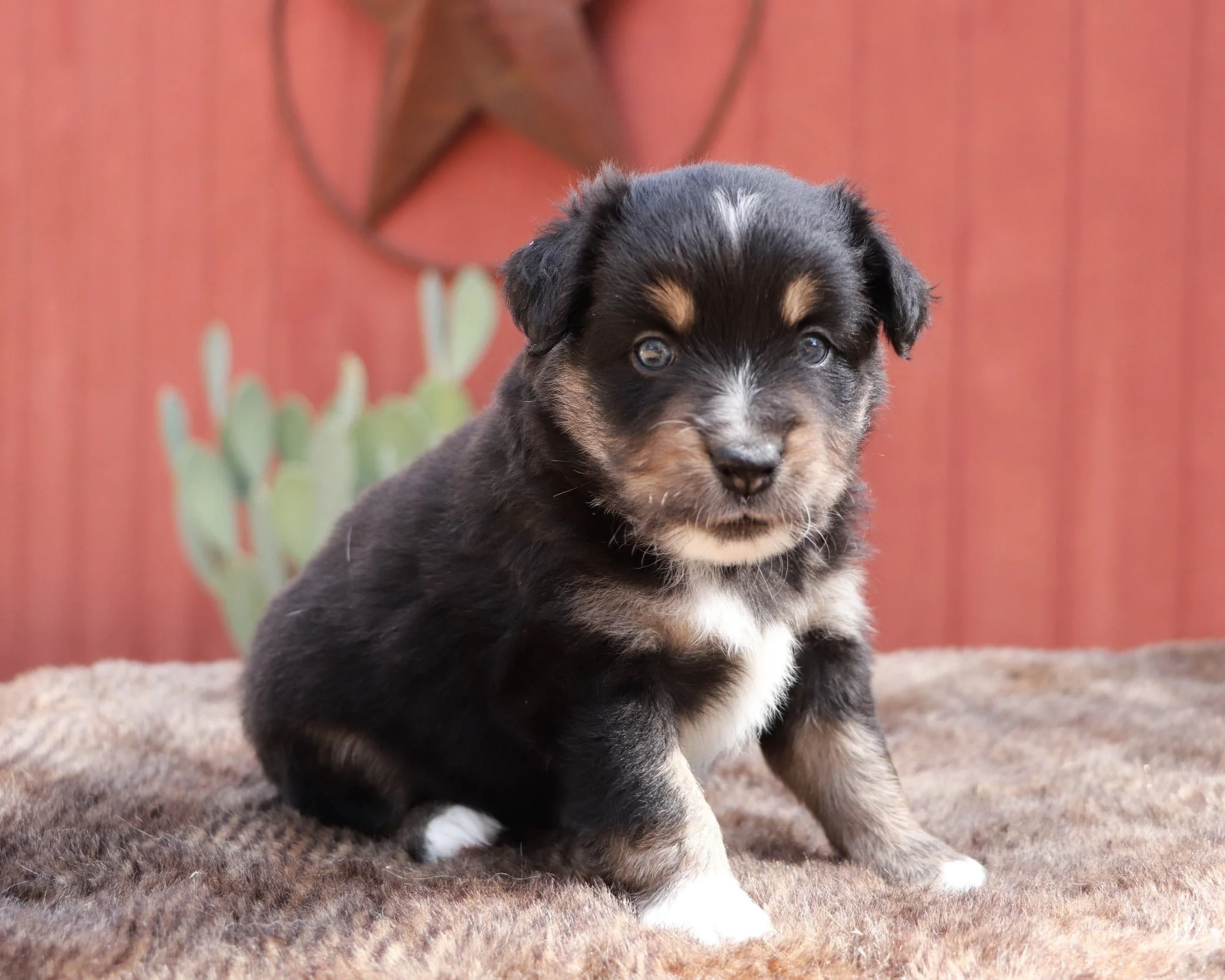 Romeo