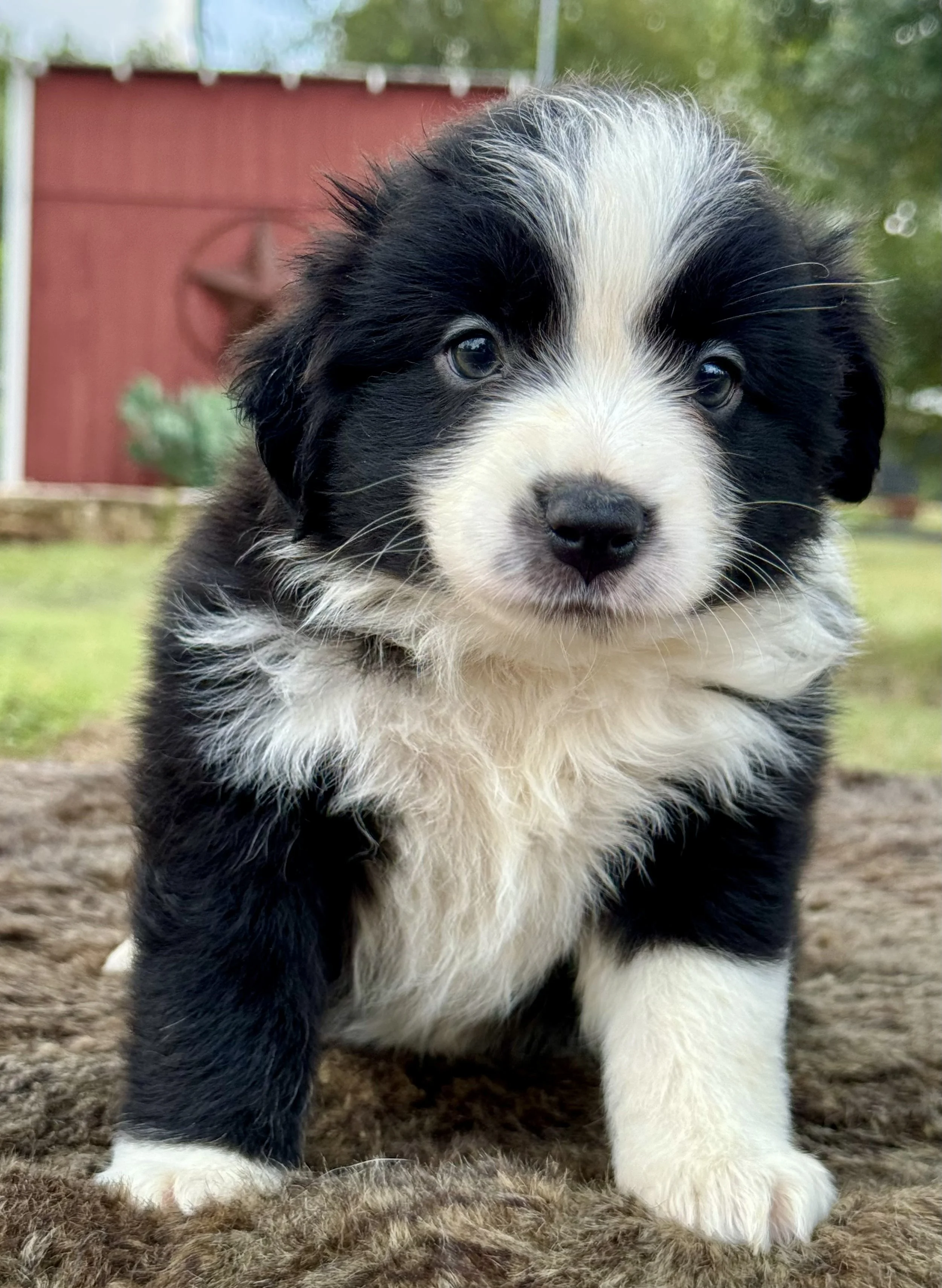 Hazel