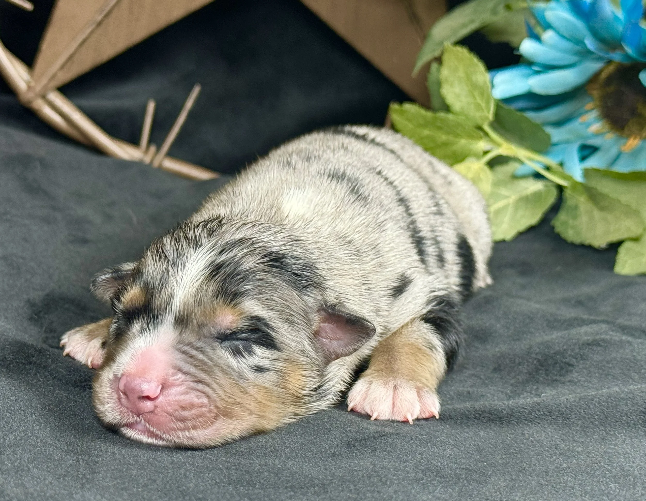 Blue Merle Male Expected Size - Midsized Mini