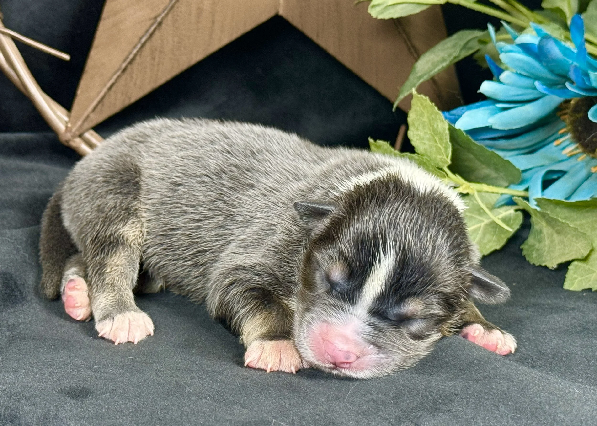 Black Tri (Dilute) Male Expected Size - Midsized Mini