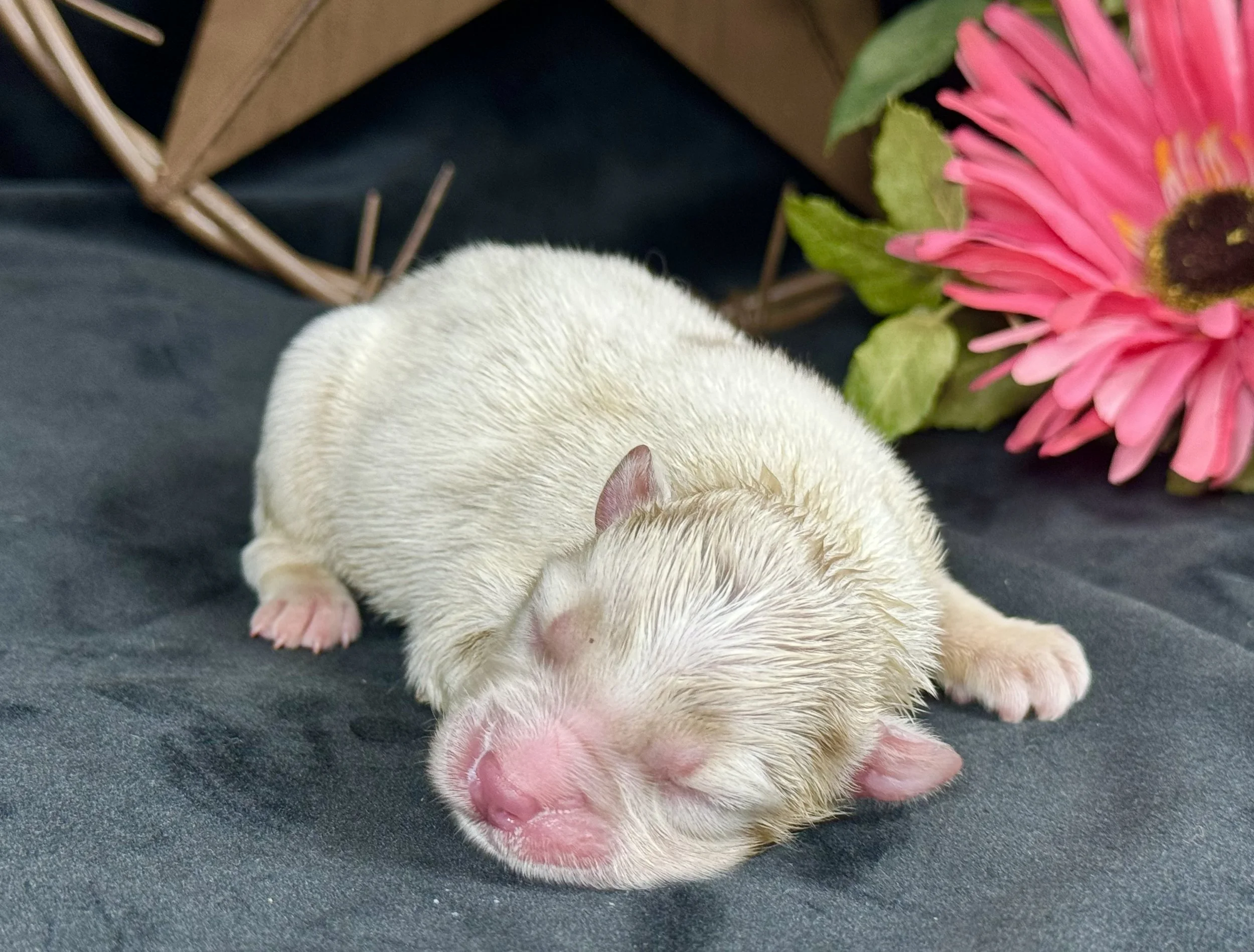 Red Merle (Dilute) Female Expected Size - Midsized Mini