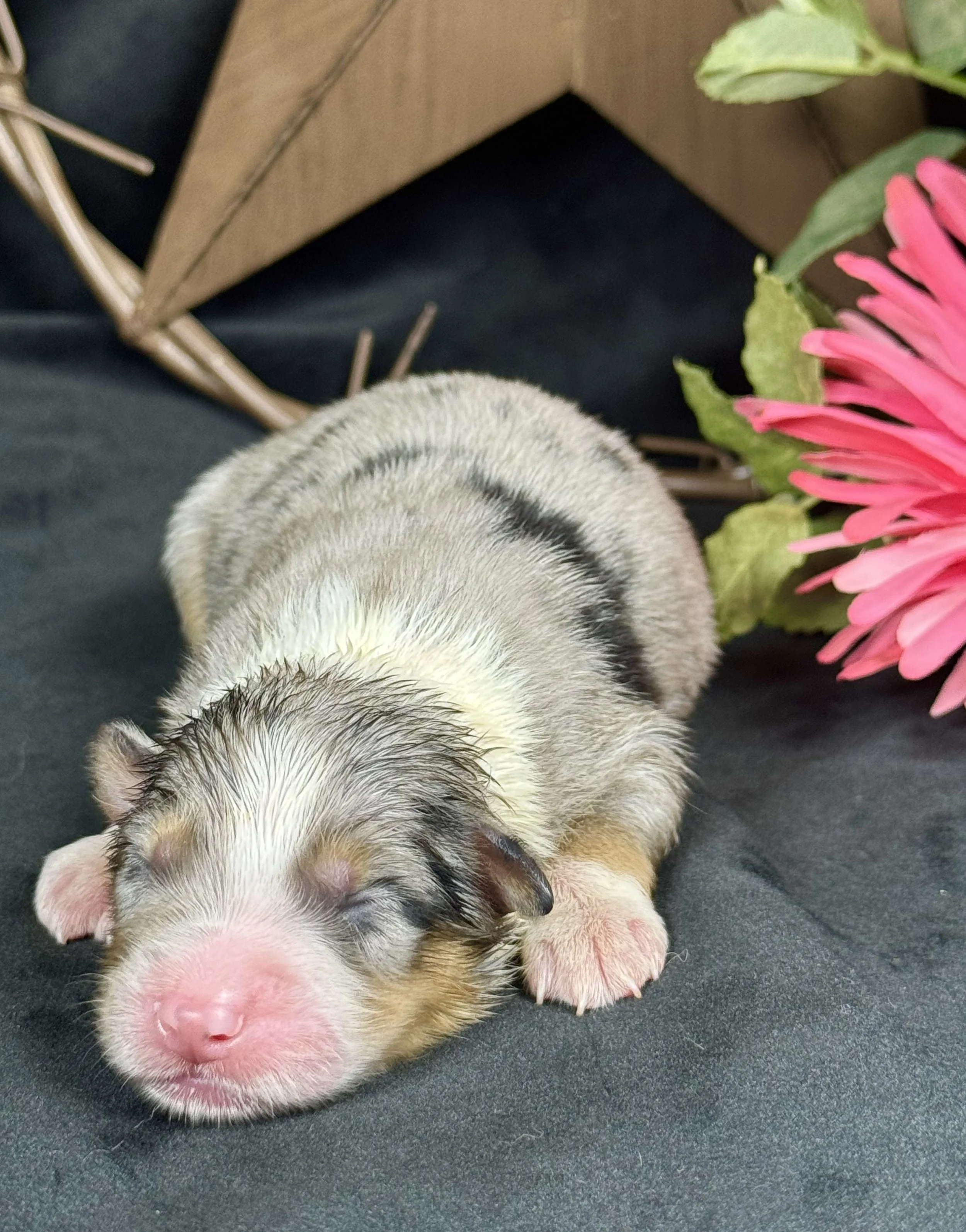 Blue Merle Female Expected Size - Midsized Mini