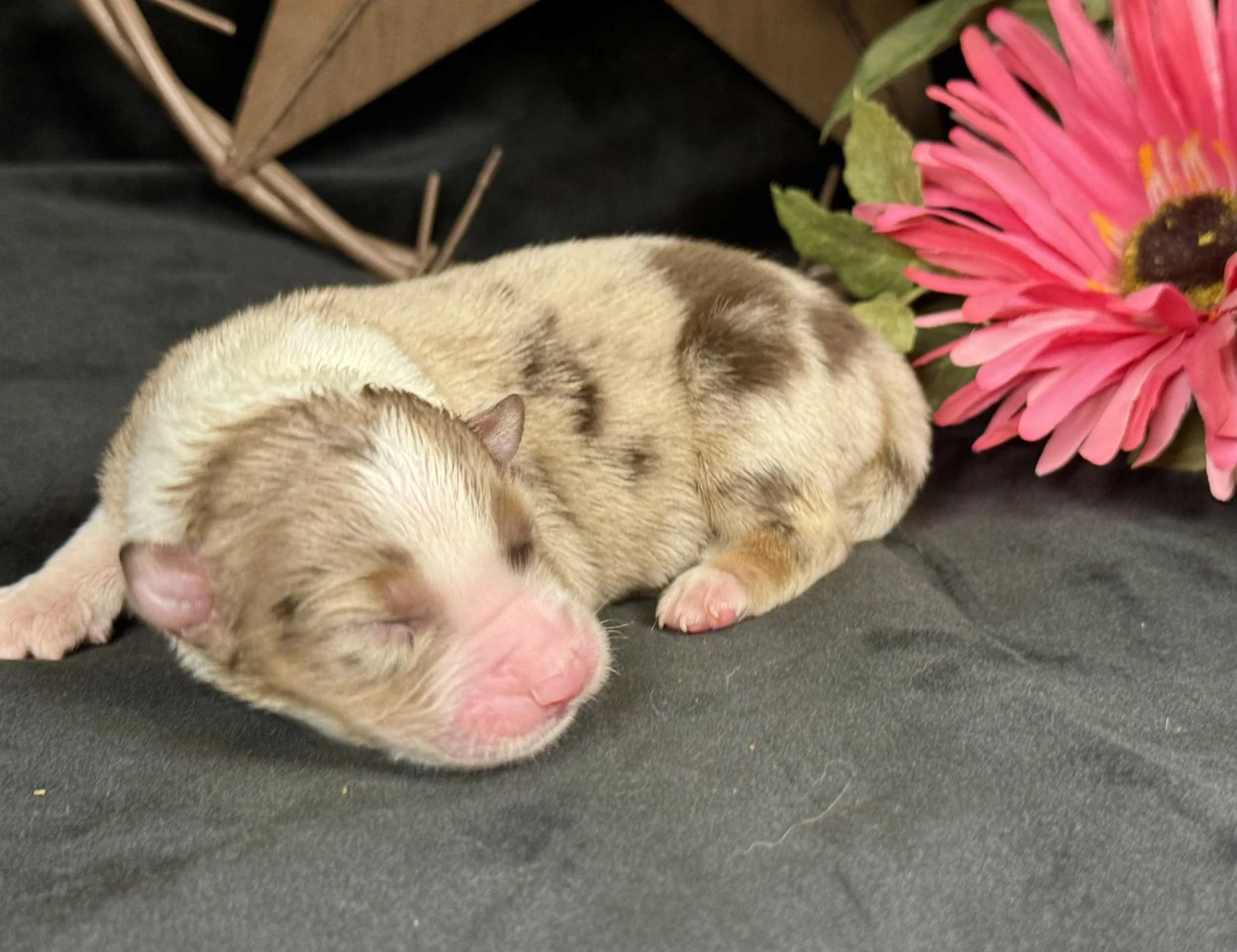 Red Merle Female Expected Size - Midsized Mini