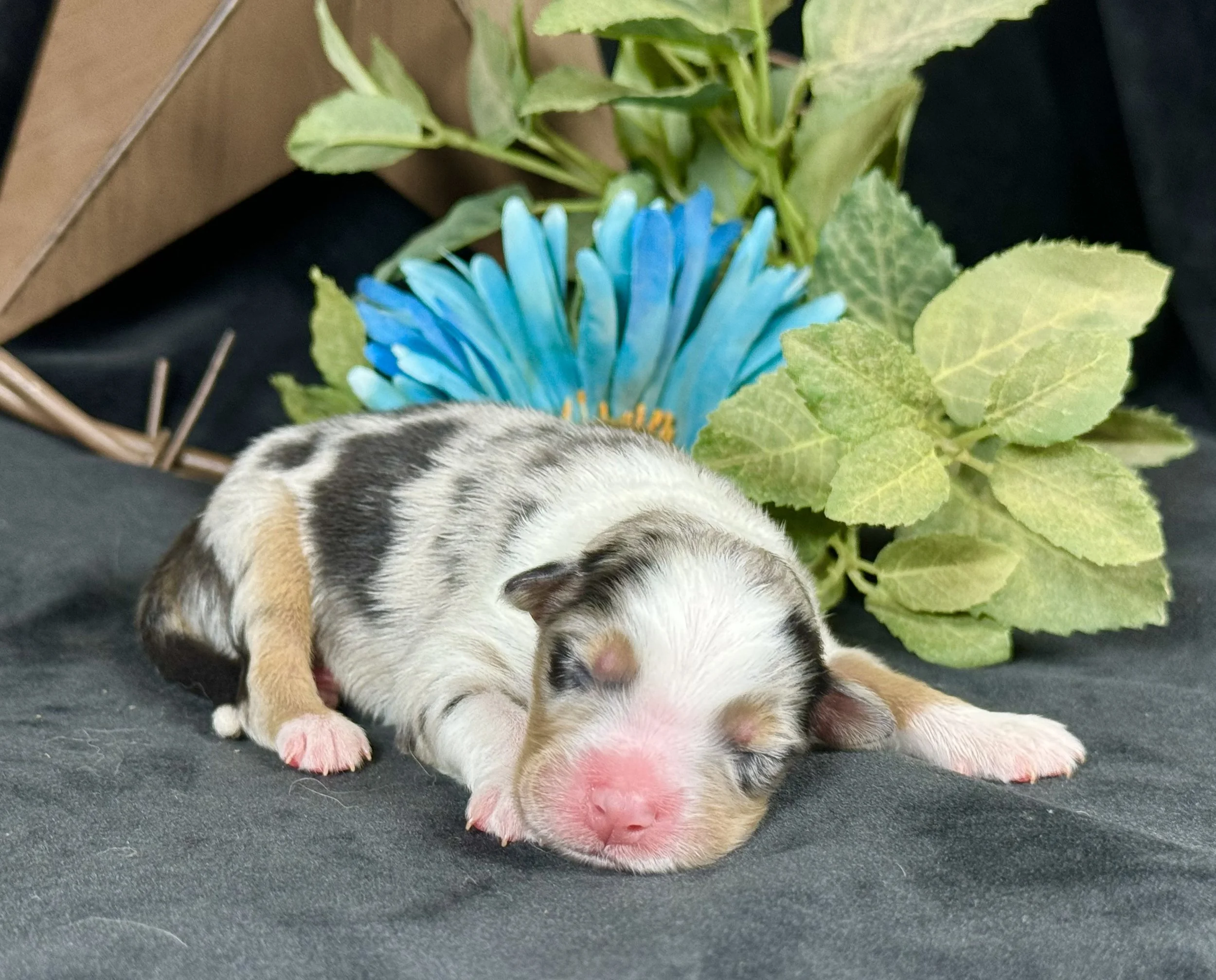 Blue Merle Male Expected Size-Small-Midsized Mini