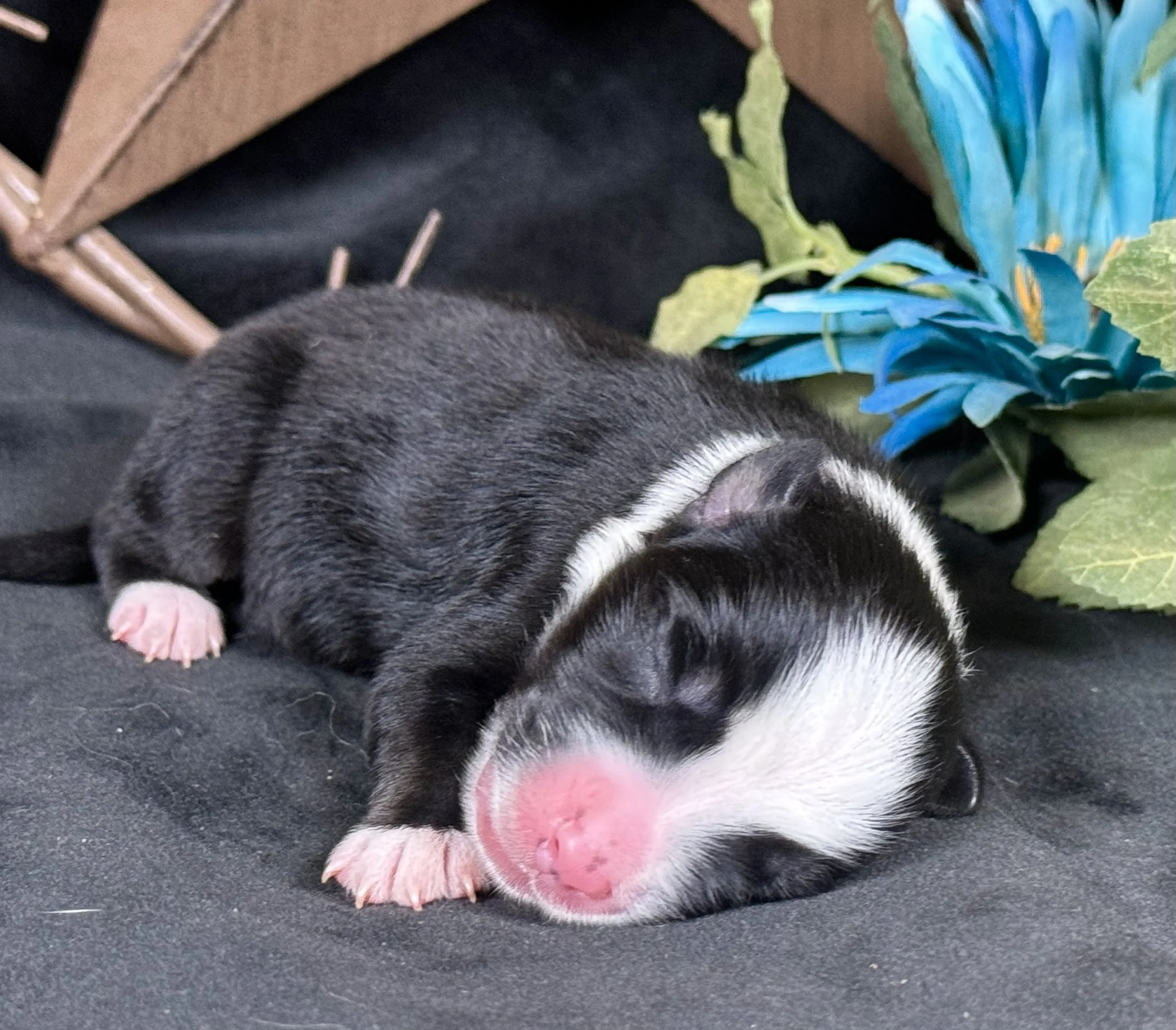 Black Tri Male Expected Size- Midsized Mini