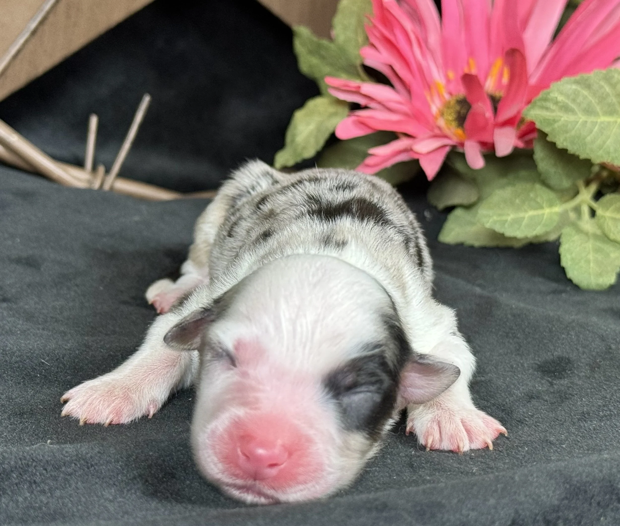 Blue Merle Female Expected Size-Small - Midsized Mini