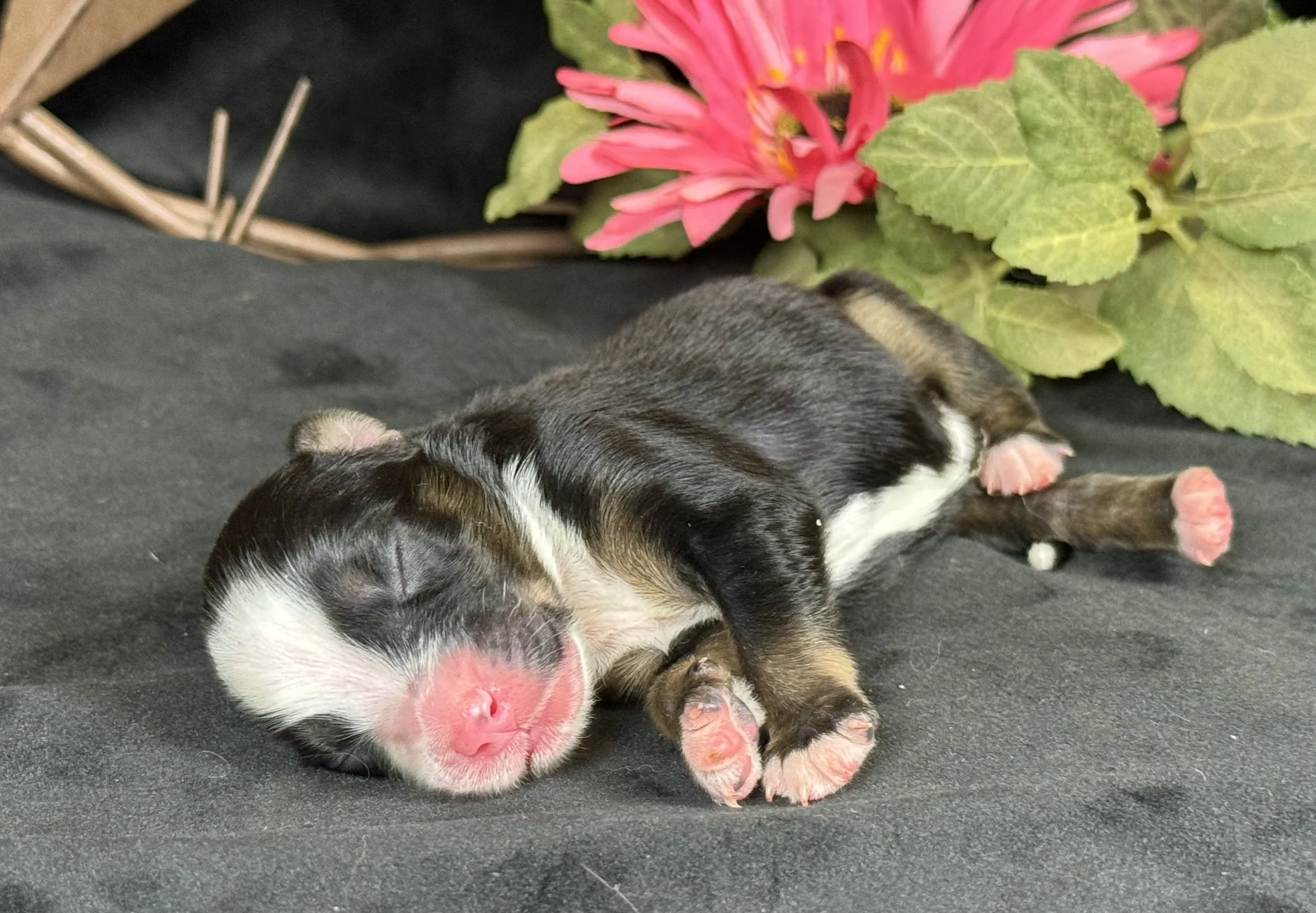 Black tri Female Expected Size-Large Toy - Small Mini