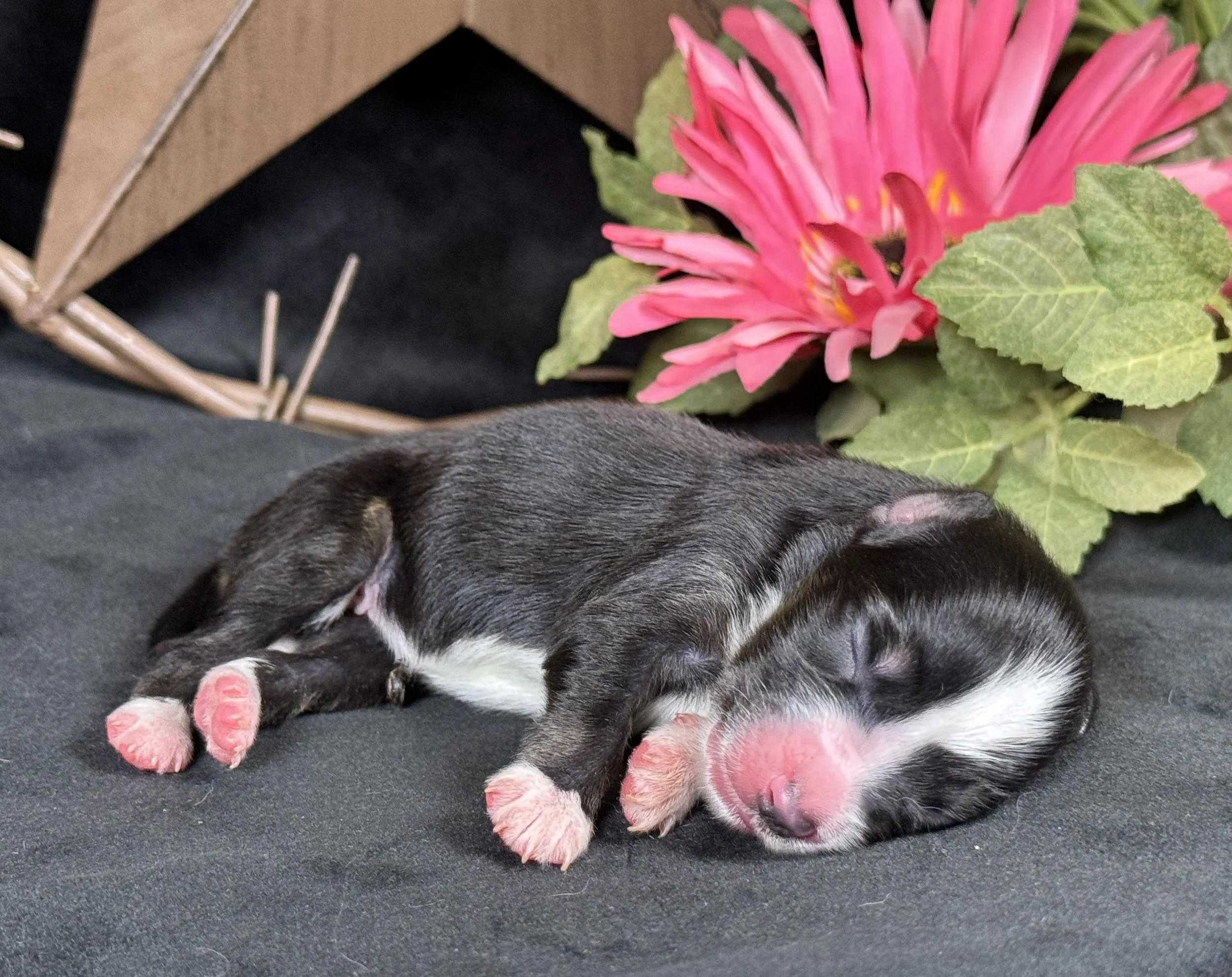 Black Tri Female Expected Size-Large Toy -Small Mini
