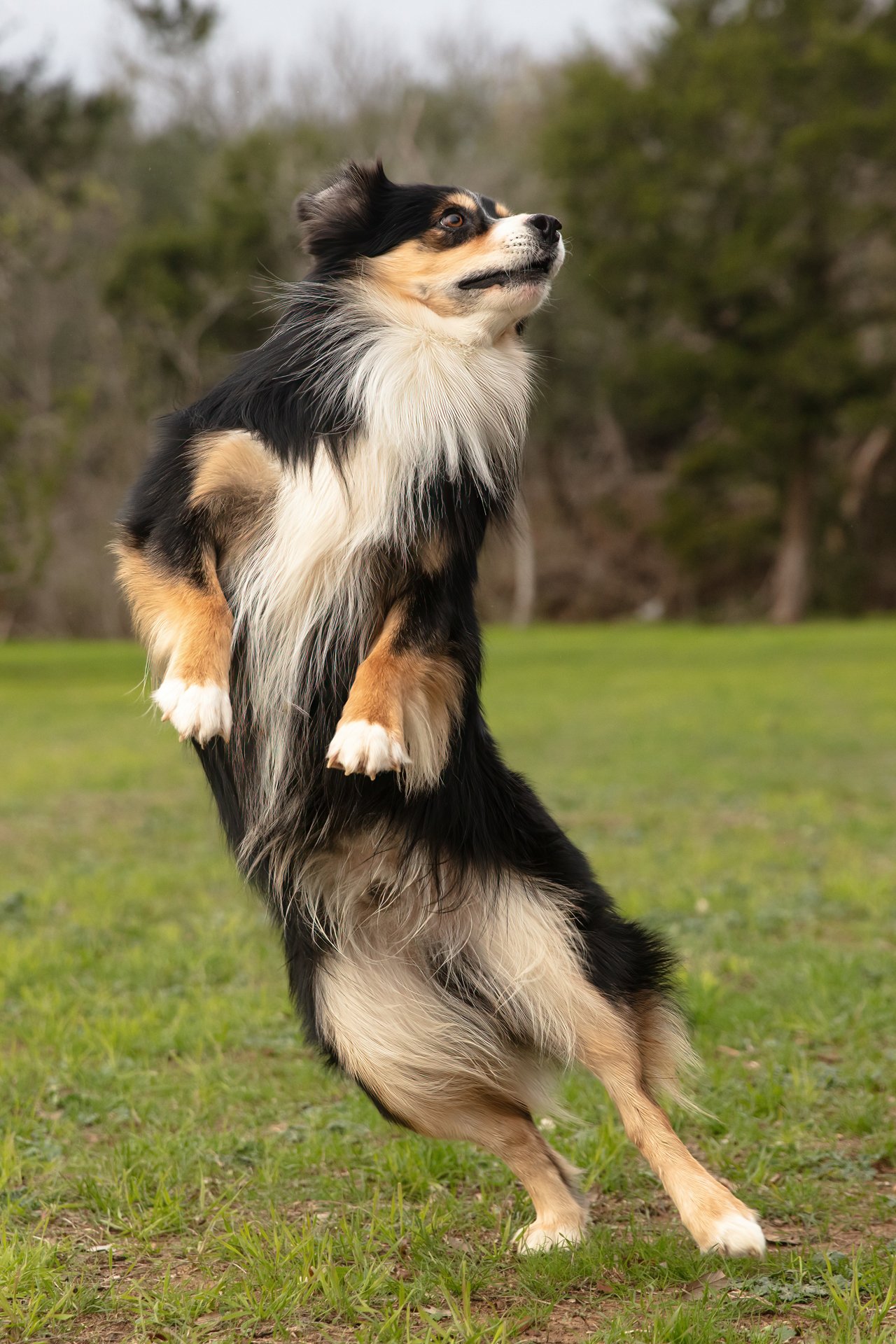 Rising Star Aussies (37).JPG