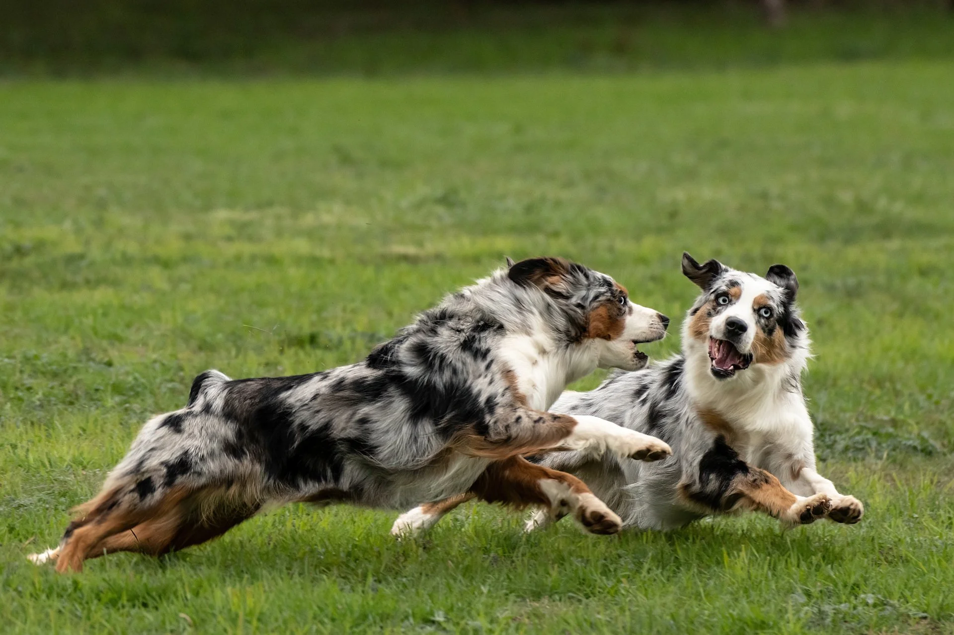 Rising Star Aussies (43).JPG