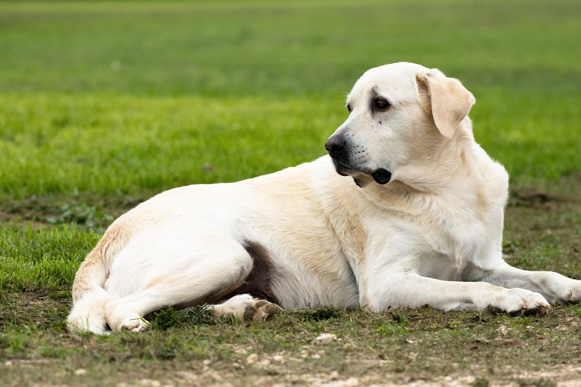 Rising Star Aussies (52).JPG