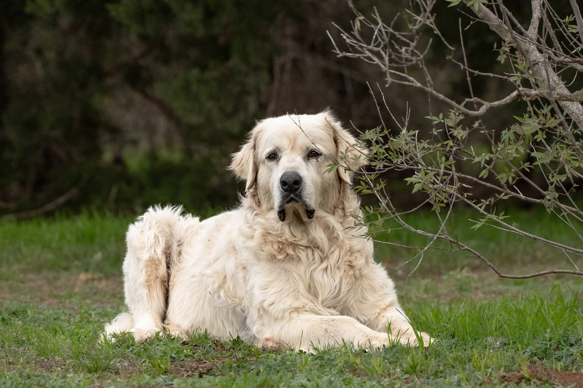 Rising Star Aussies (70).JPG