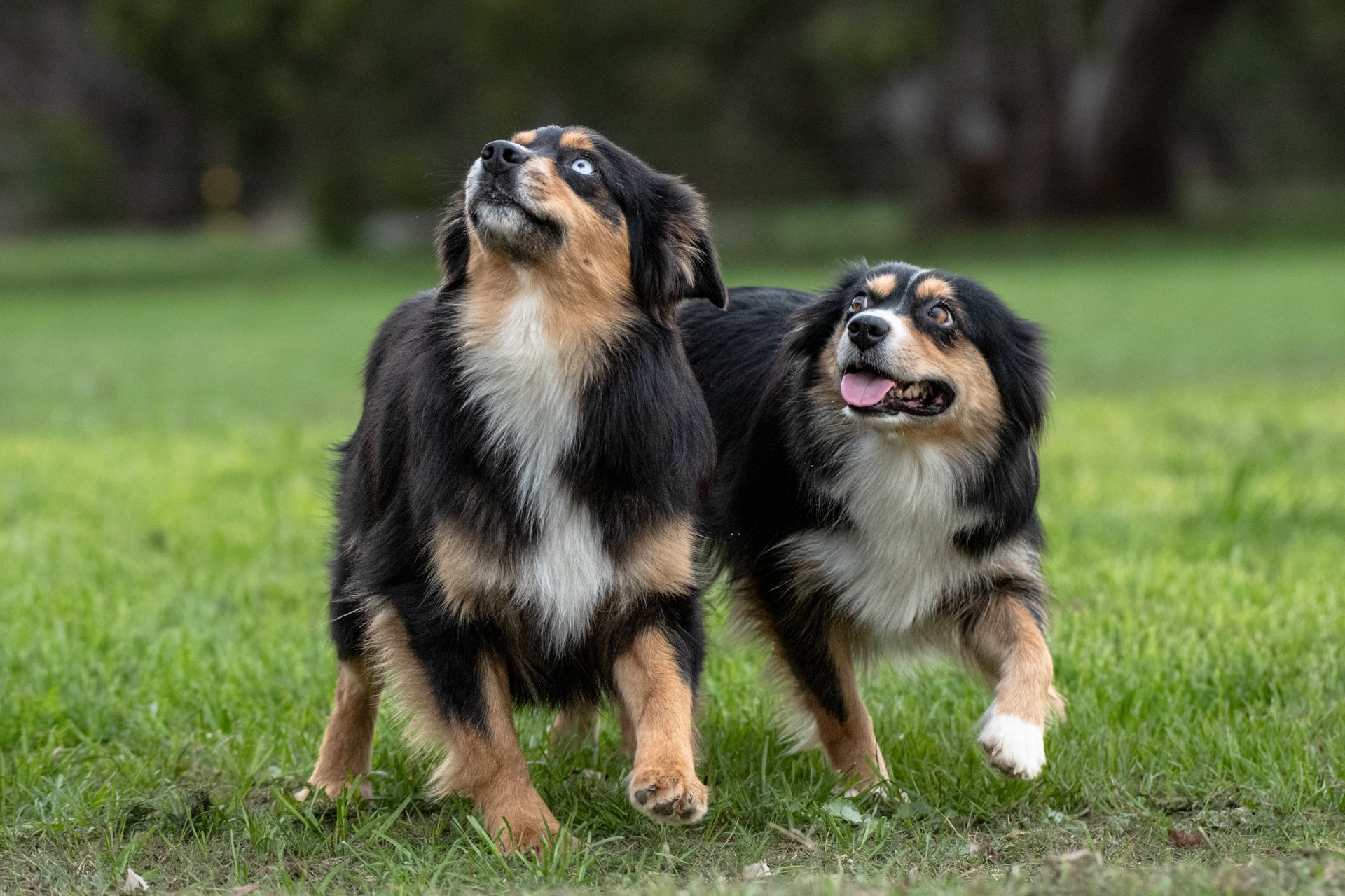 Rising Star Aussies (74).JPG