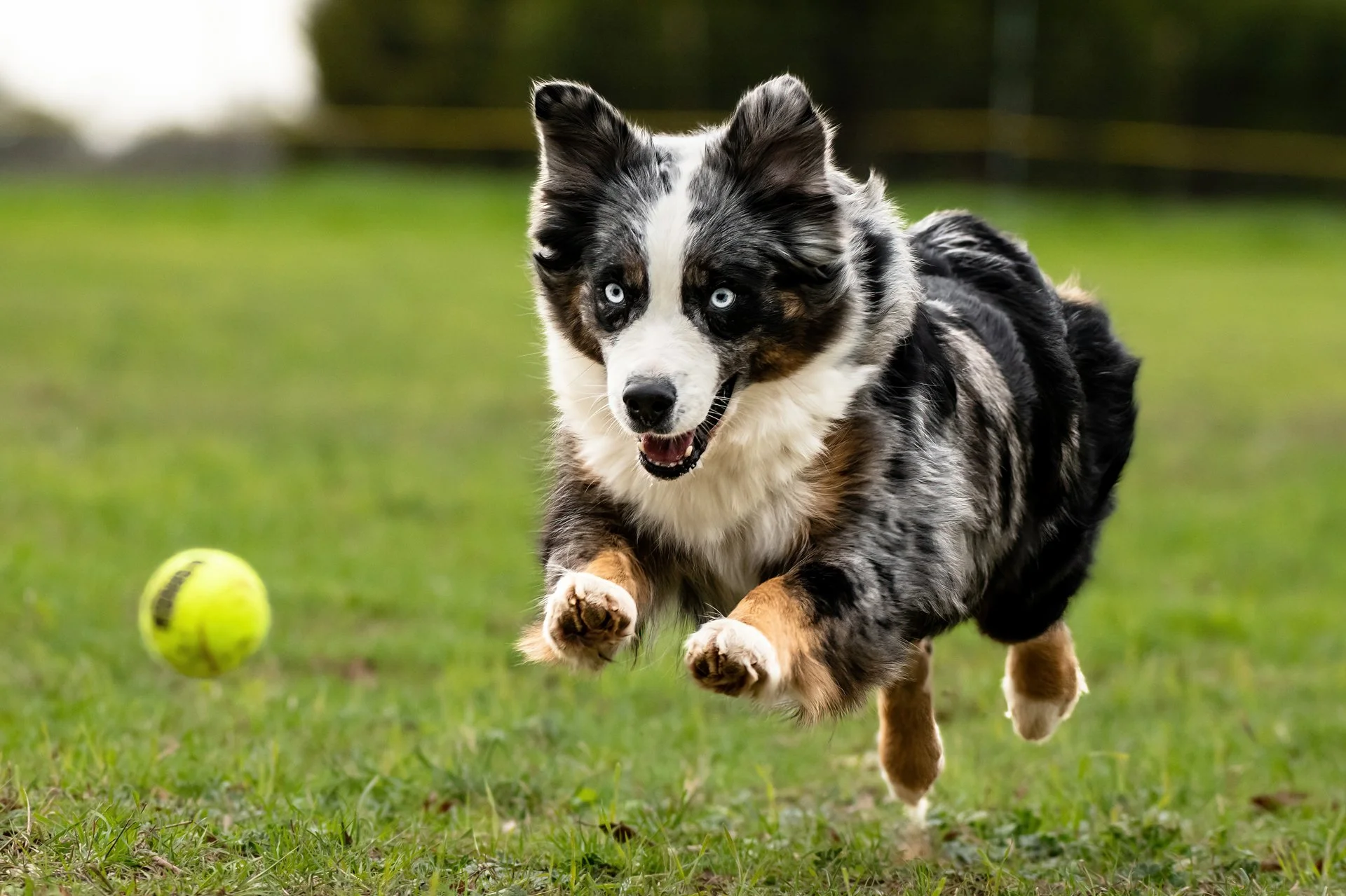 Rising Star Aussies (115).JPG