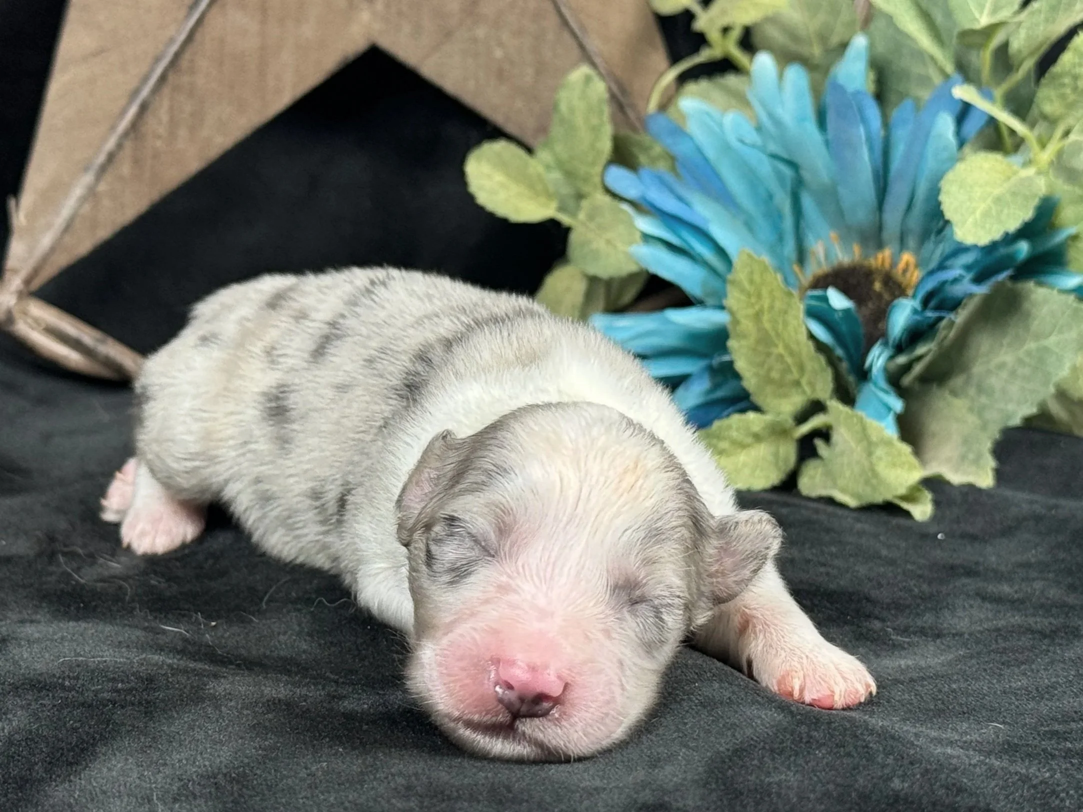  Blue Merle Male  Expected Size - Small to Midsized Mini  AVAILABLE $2250 