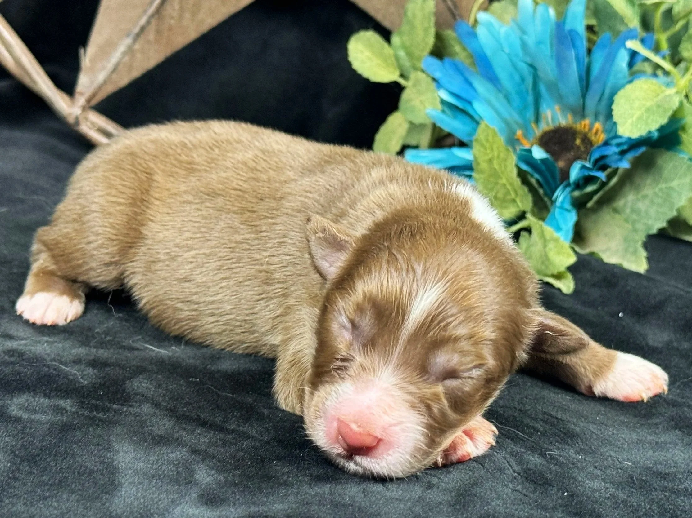  Red Bi Male  Expected Size - Small to Midsized Mini  AVAILABLE $1550 