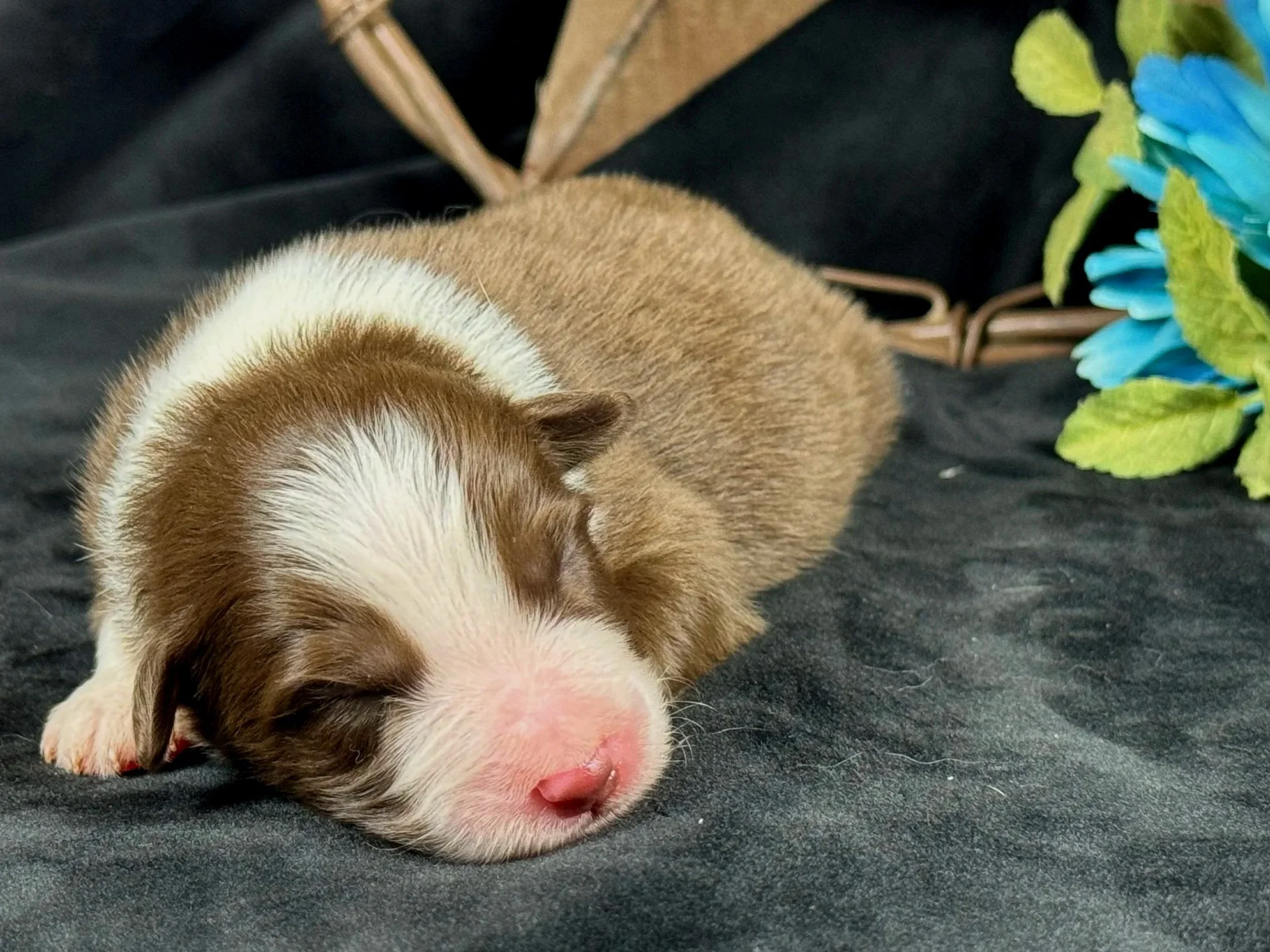  Red Bi Male  Expected Size - Midsized Mini  AVAILABLE $1550 