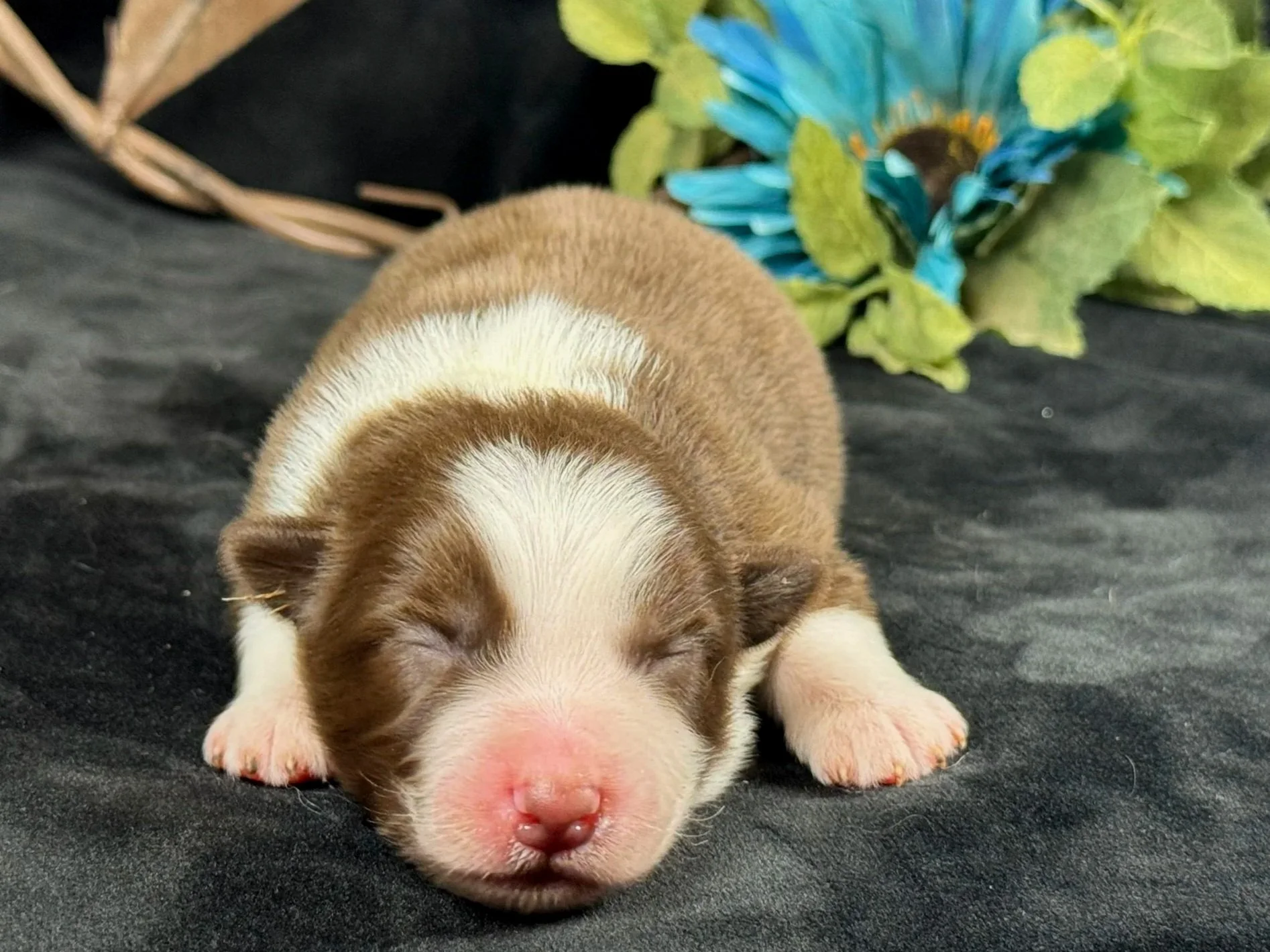  Red Bi Male  Expected Size - Midsized Mini  AVAILABLE $1550 