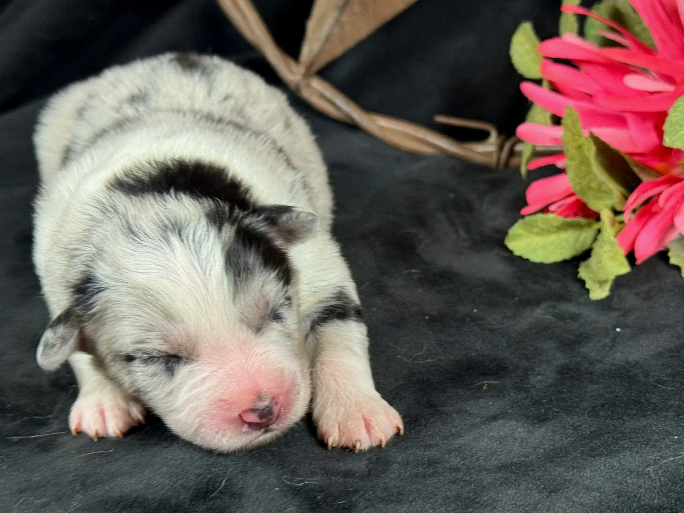  Blue Merle Female  Expected Size - Midsized Mini  HOLD $2250 