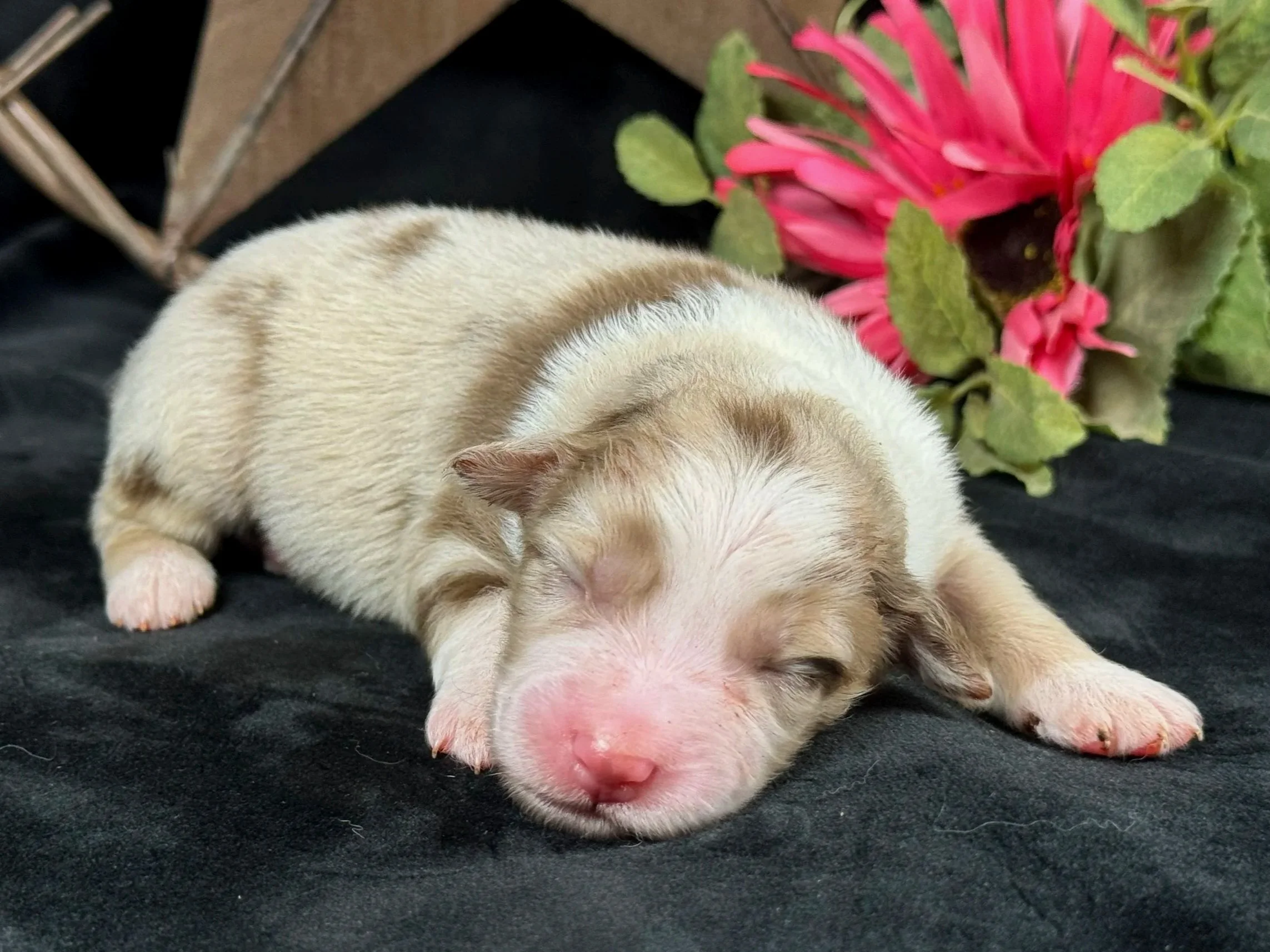  Red Merle Female  Expected Size - Midsized Mini  AVAILABLE $2250 