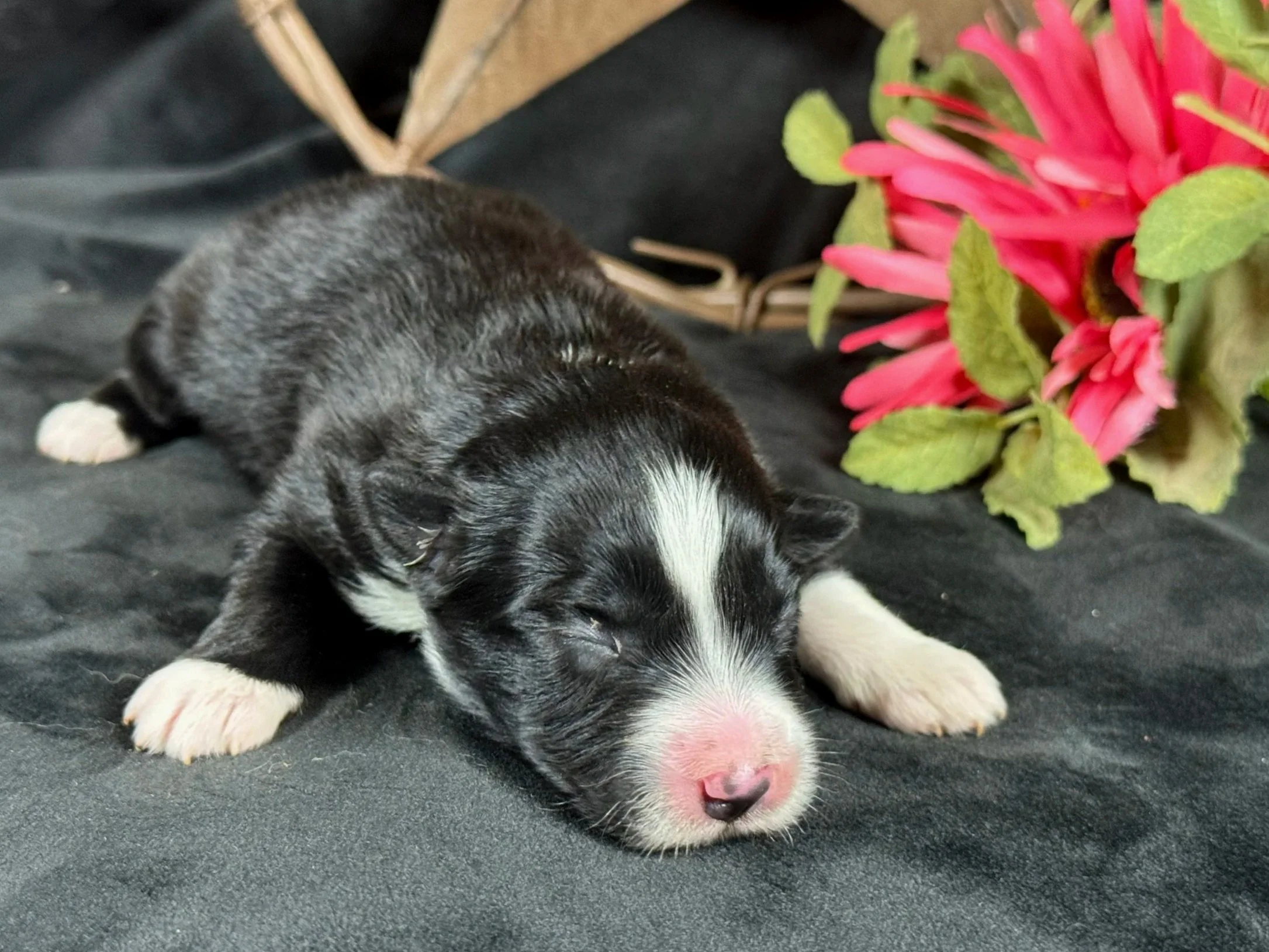  Black Bi Female  Expected Size - Small to Midsized Mini  HOLD $1550 