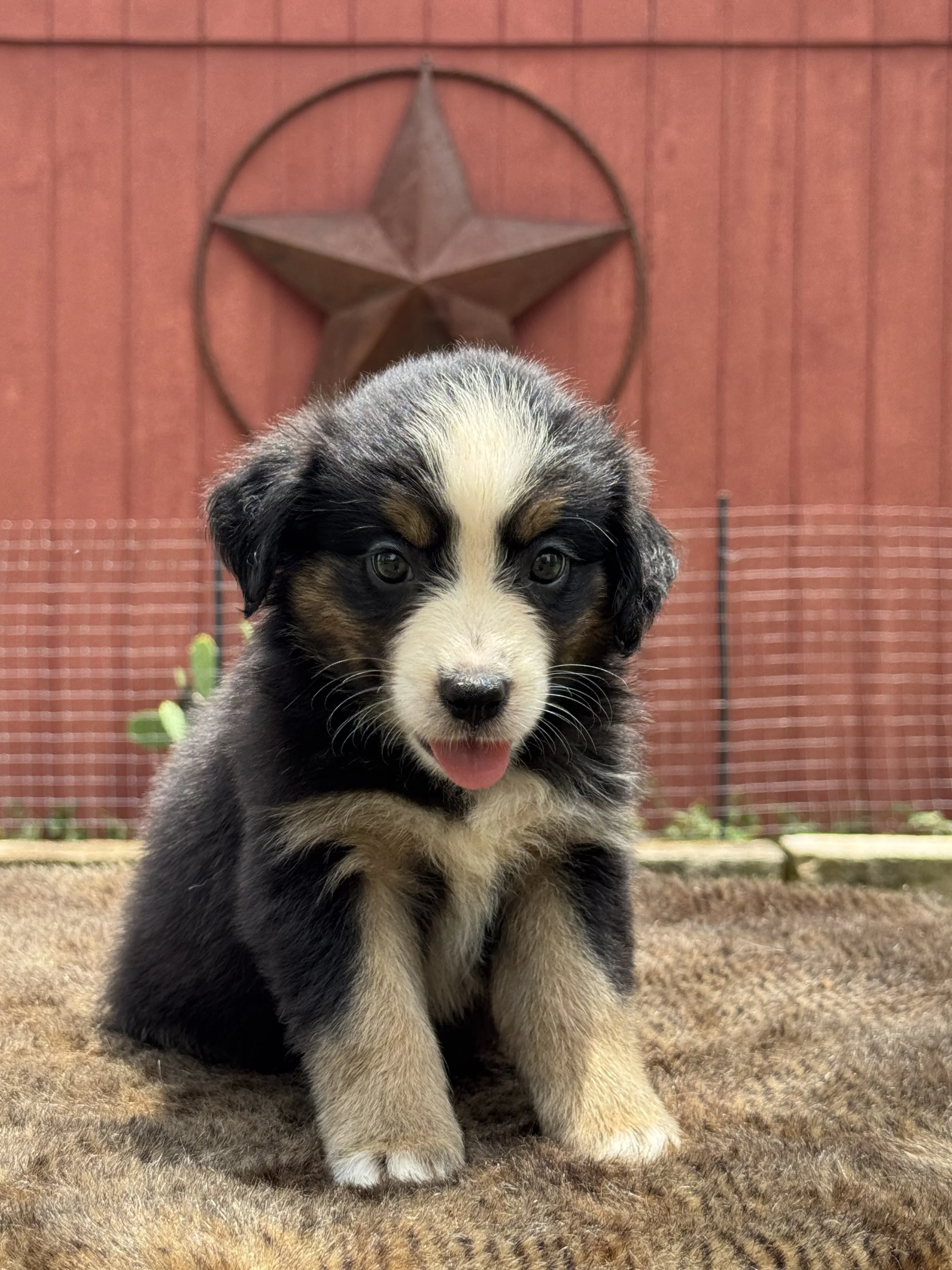 Petunia