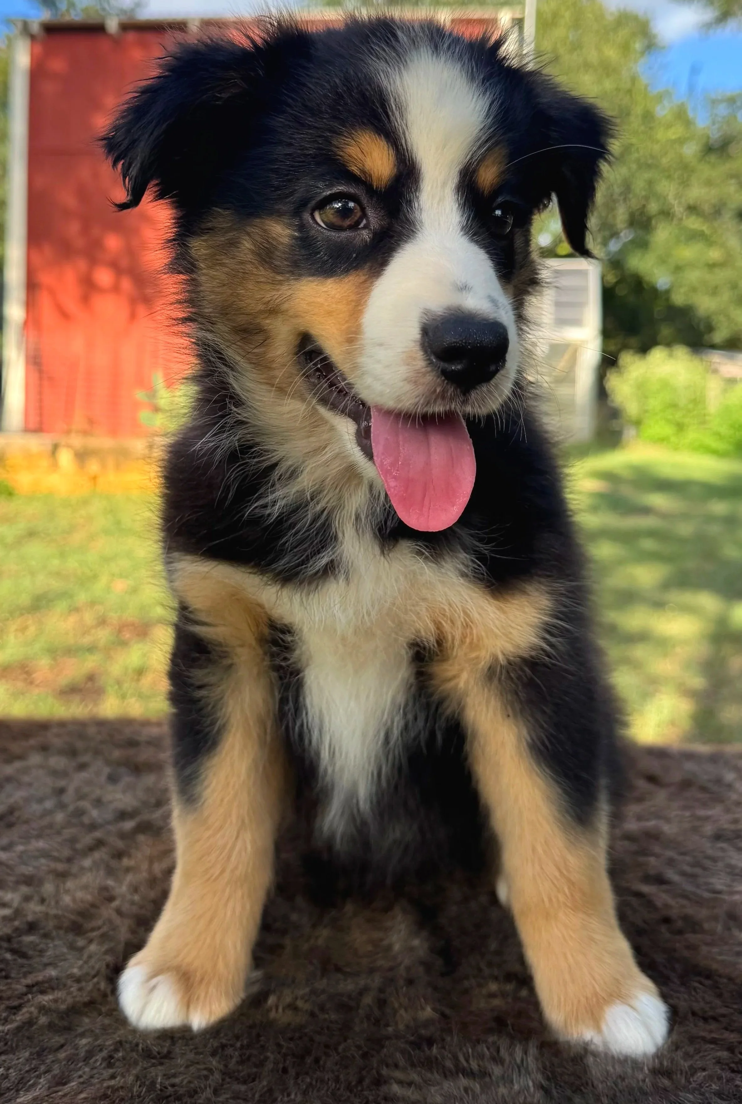 Petunia