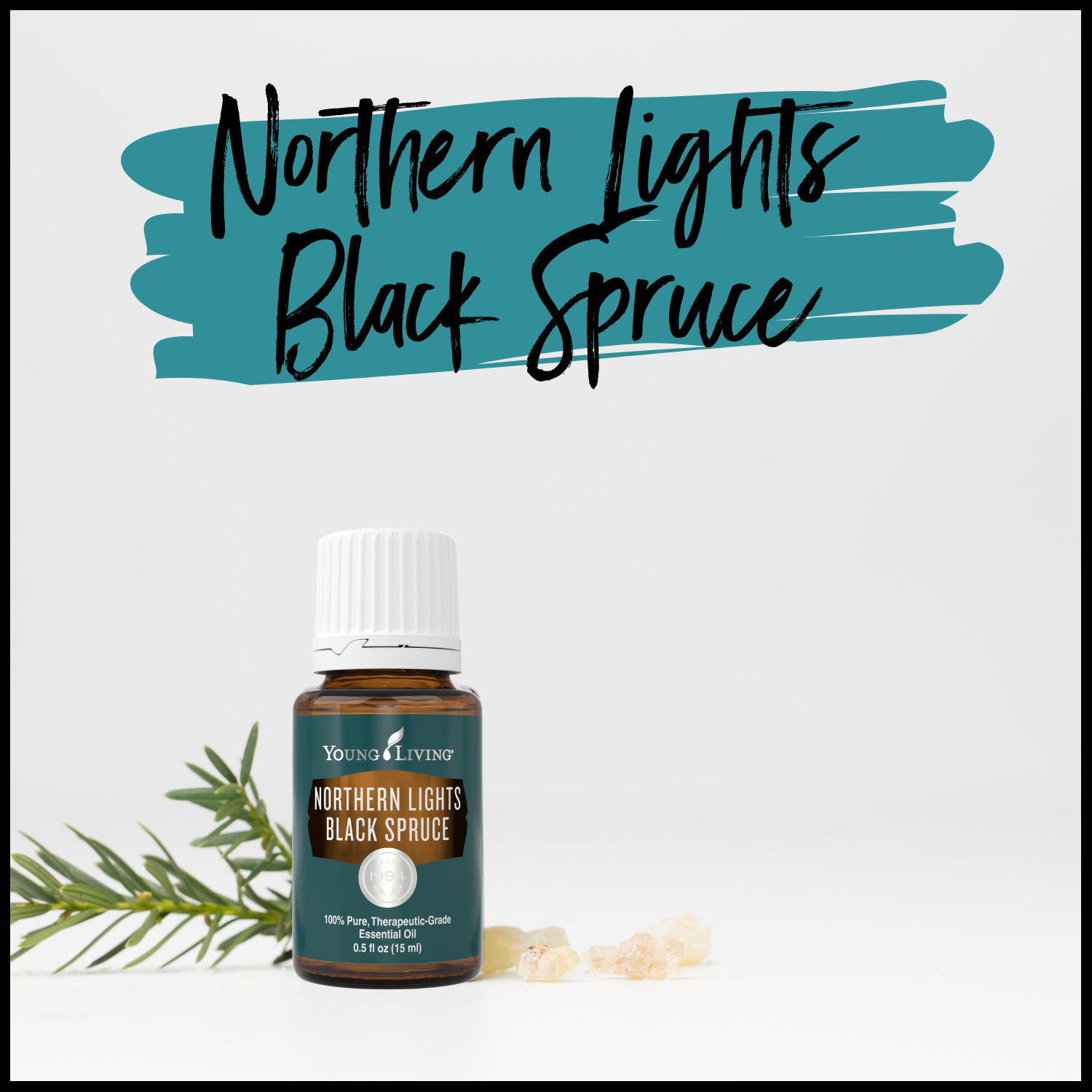 Northern Lights Black Spruce — Enlightened Oilers