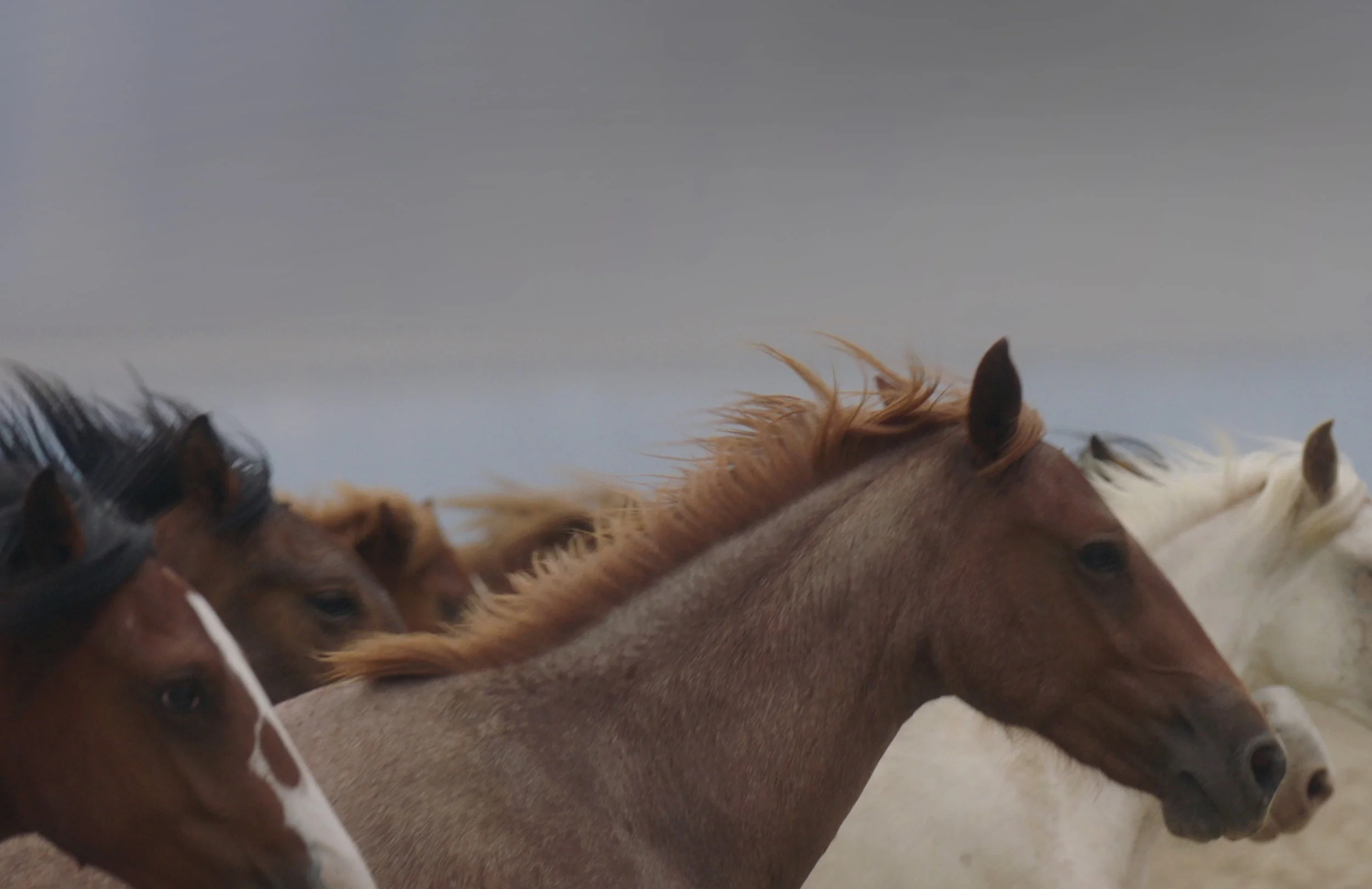 caballos.jpg