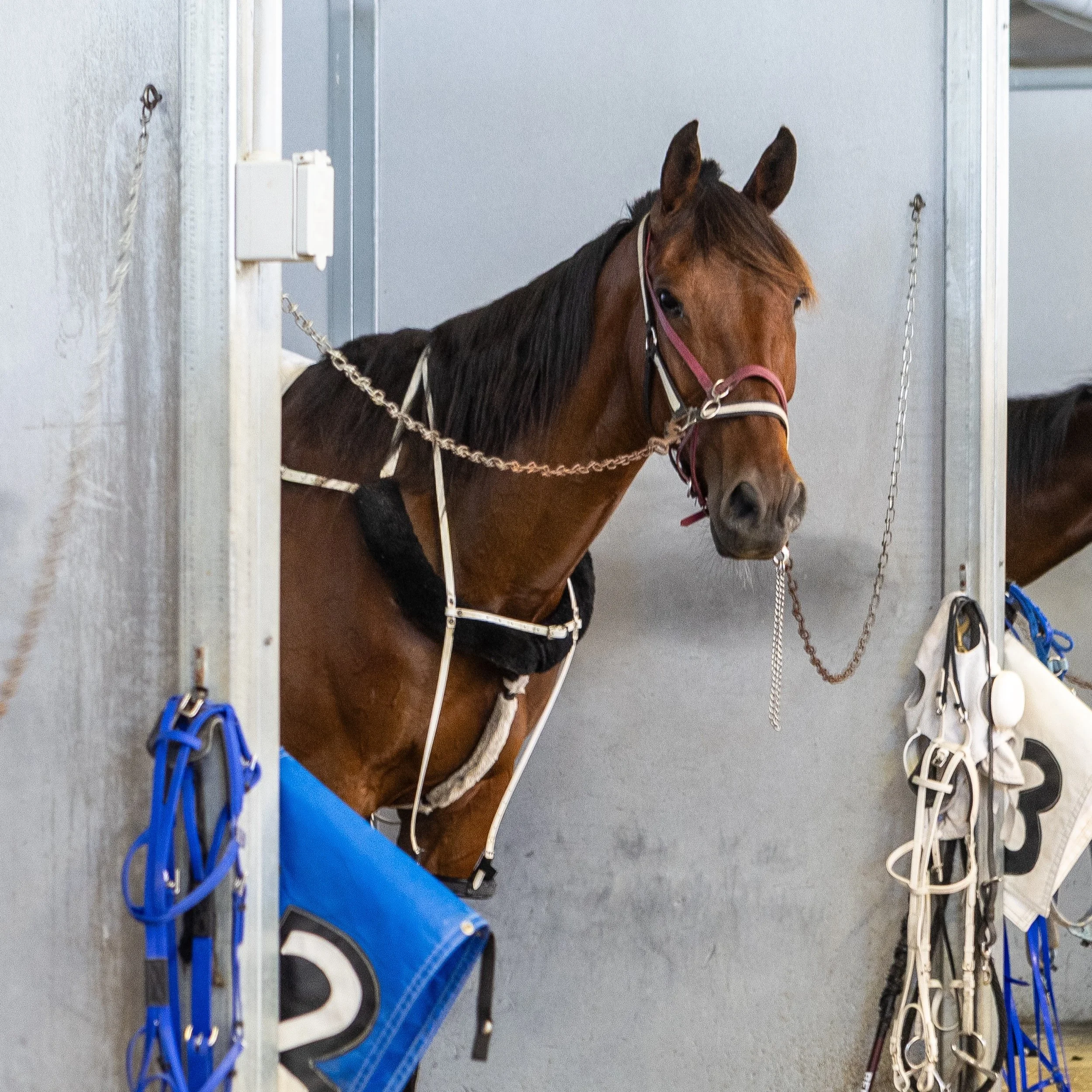 A warm Tuesday evening, a seat at the rail, and horses running at 30 mph just inches from where I was standing.
Running Aces Casino, Hotel &amp; Racetrack in Columbus, MN runs harness racing every Tuesday, Thursday, and Sunday through September. Free