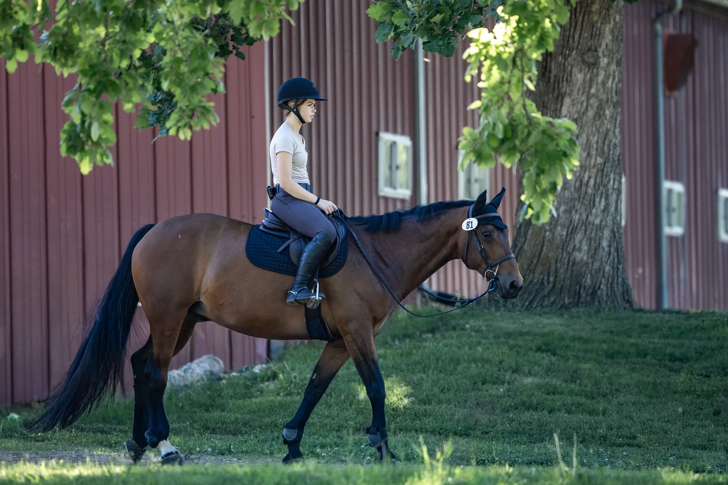 Dressage-002.jpg