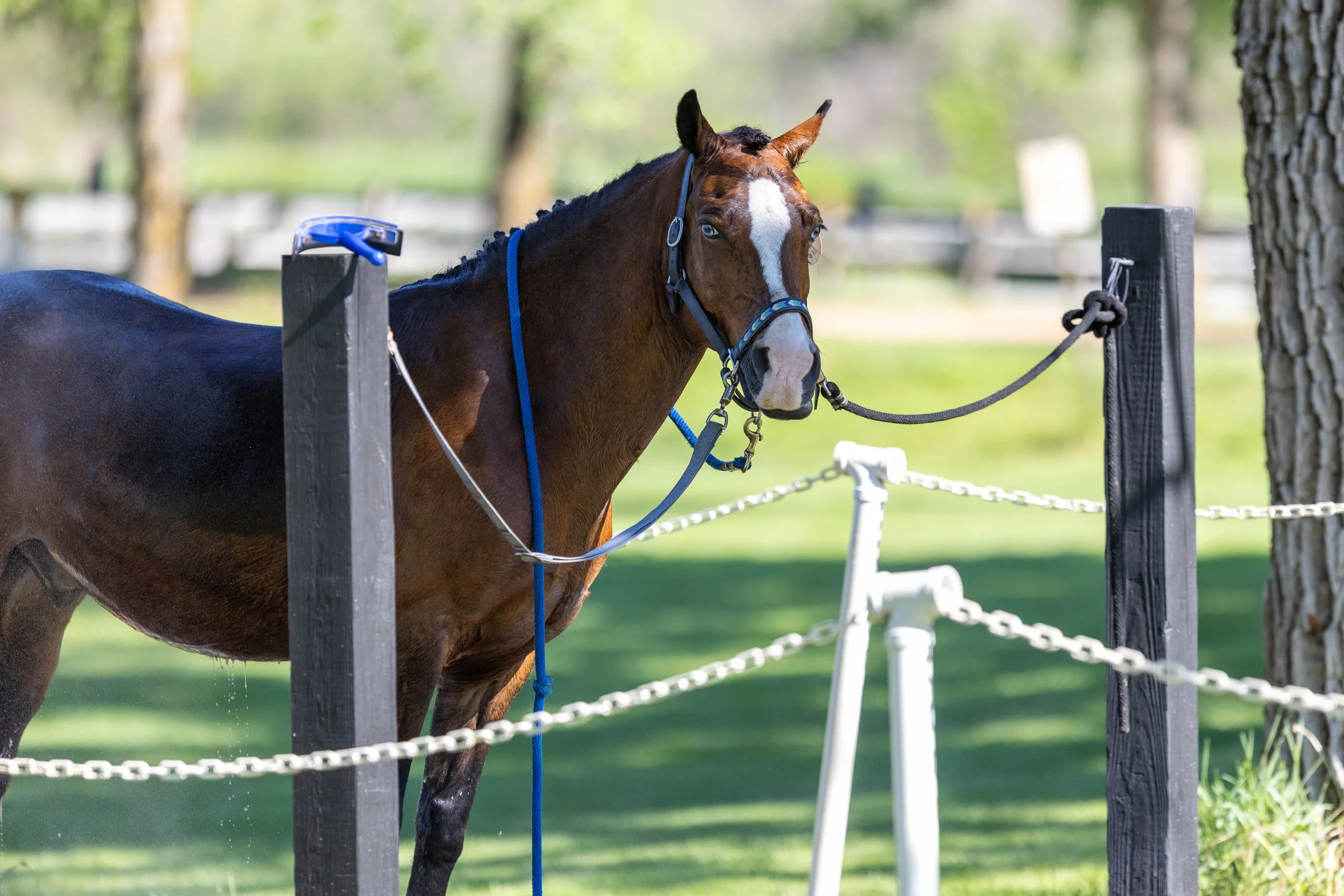 Dressage-014.jpg