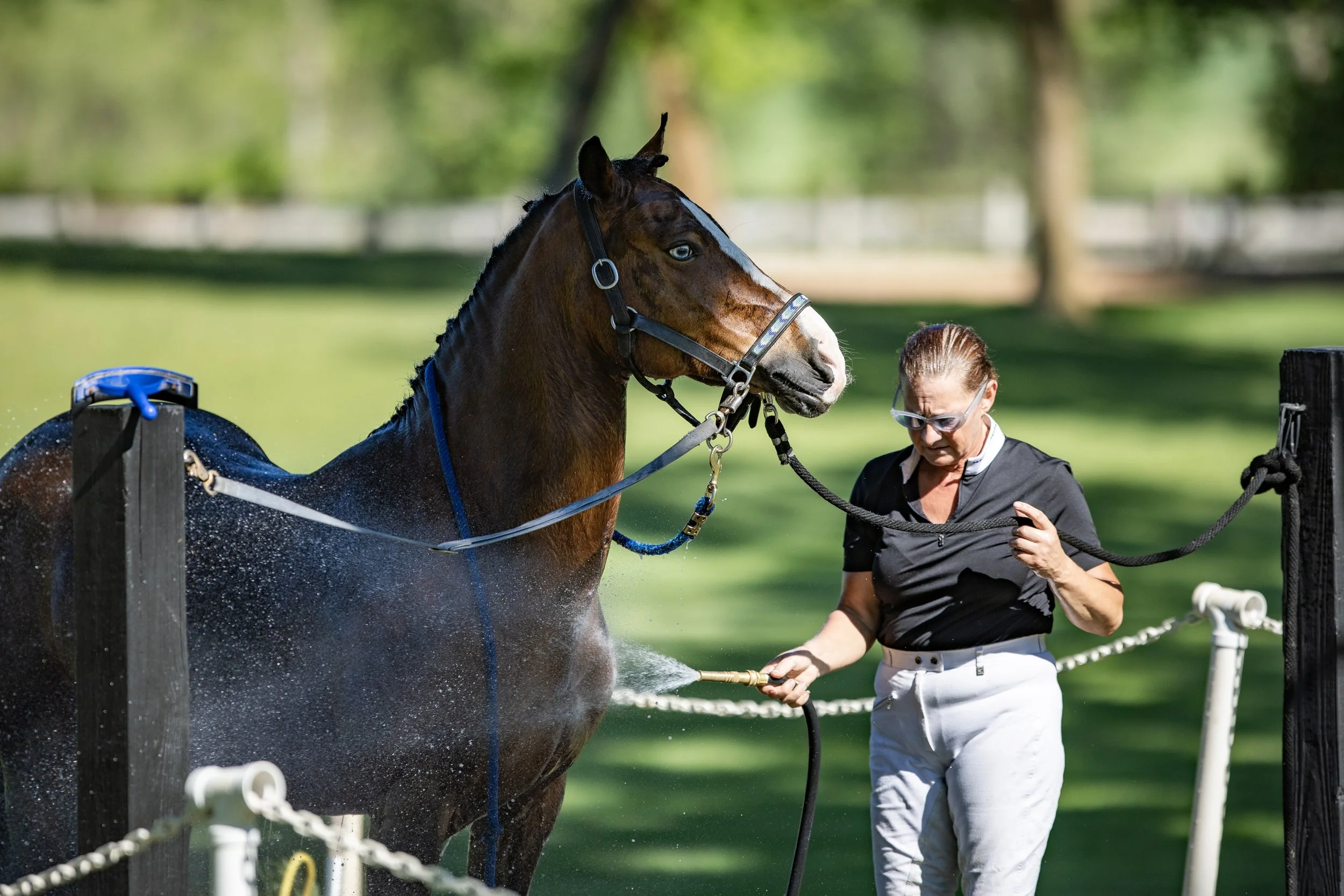 Dressage-015.jpg