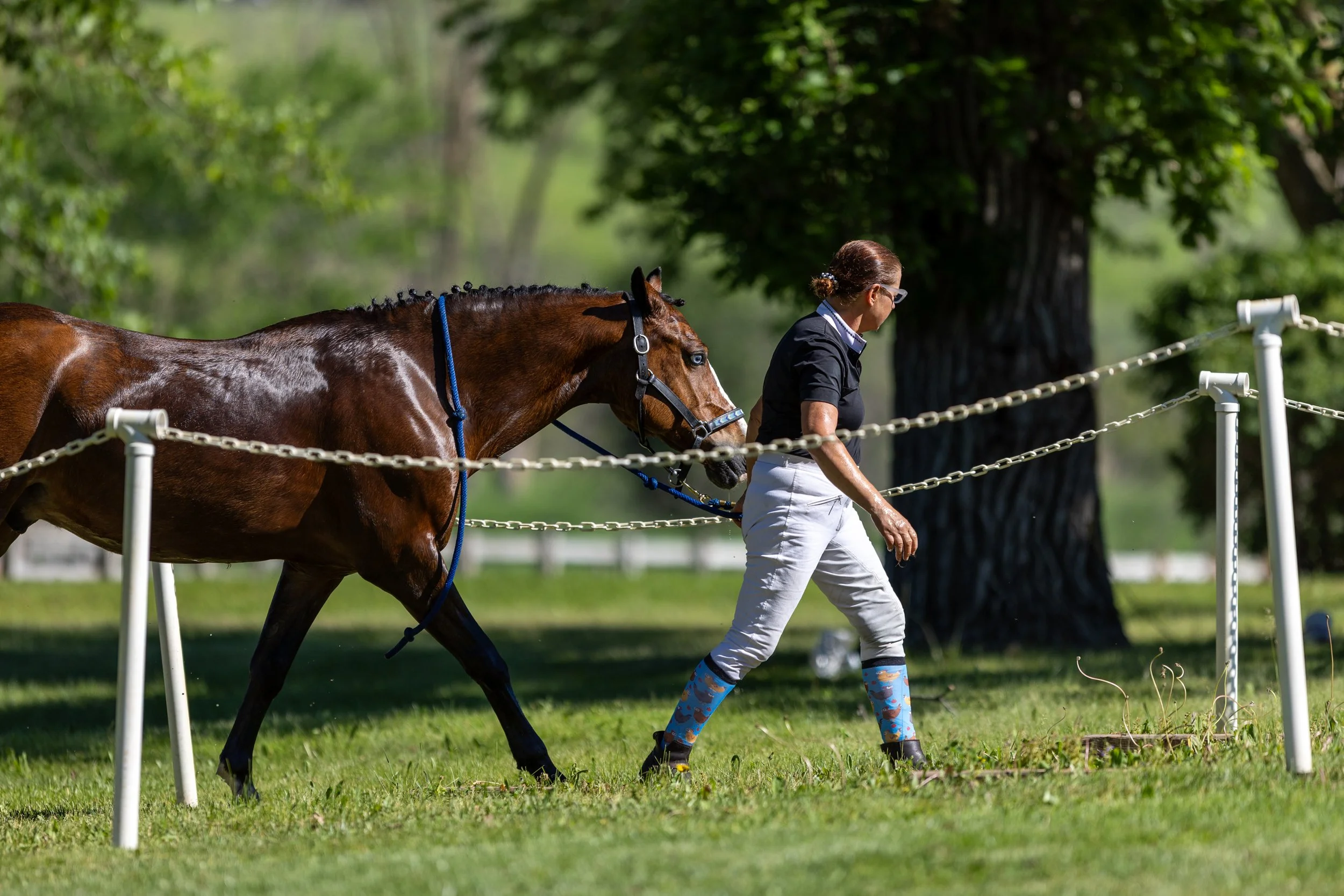 Dressage-016.jpg
