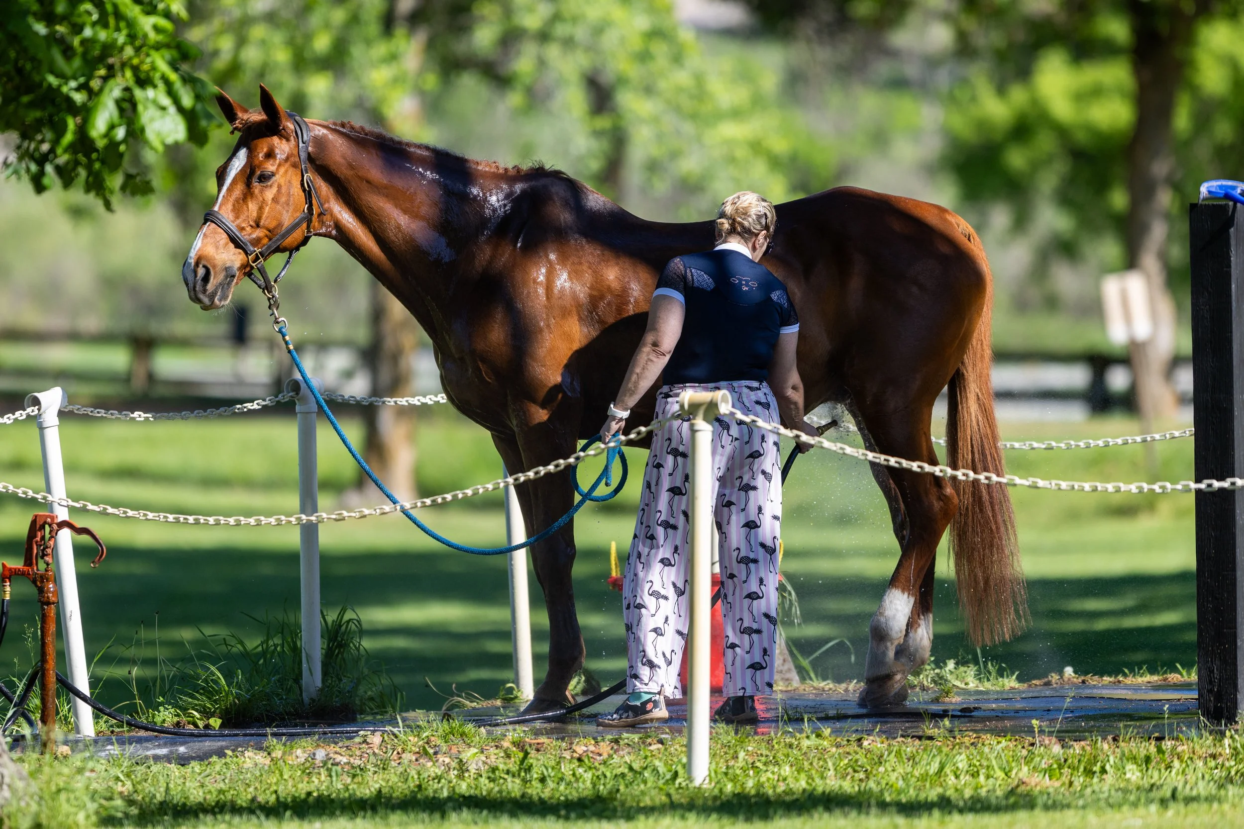 Dressage-018.jpg