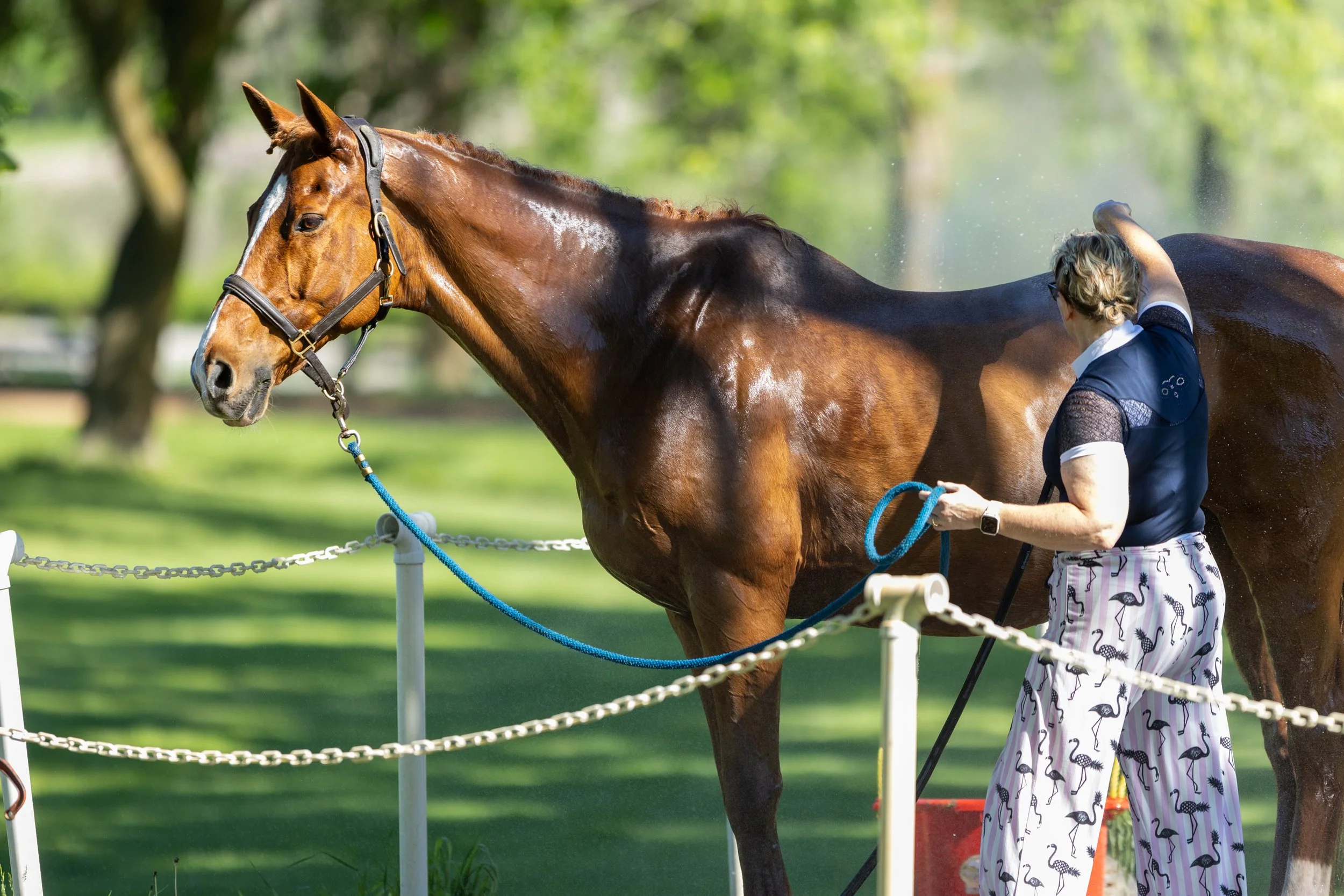 Dressage-019.jpg