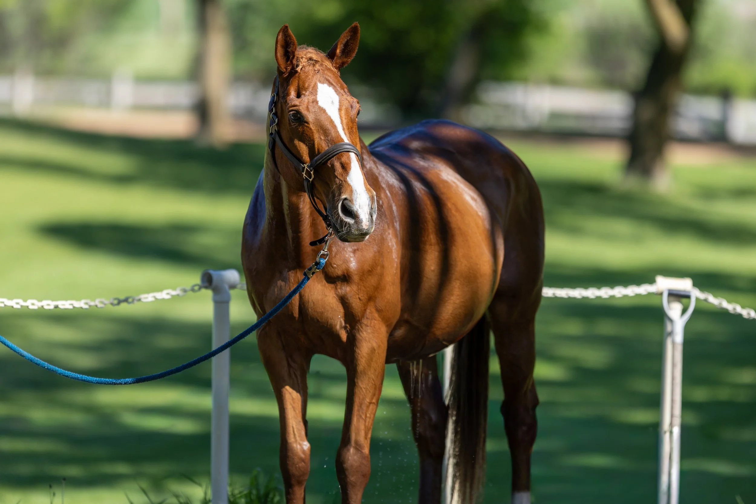 Dressage-020.jpg