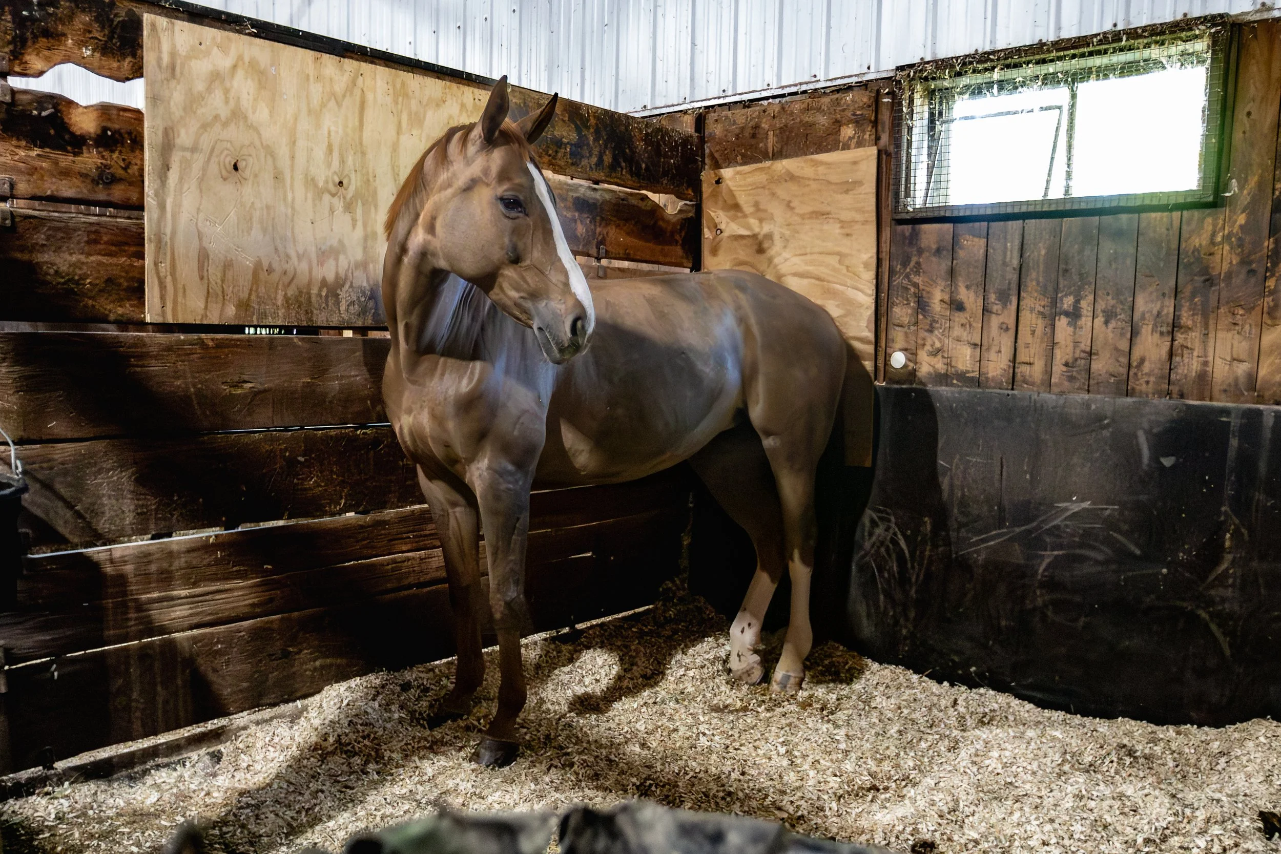 Dressage-024.jpg