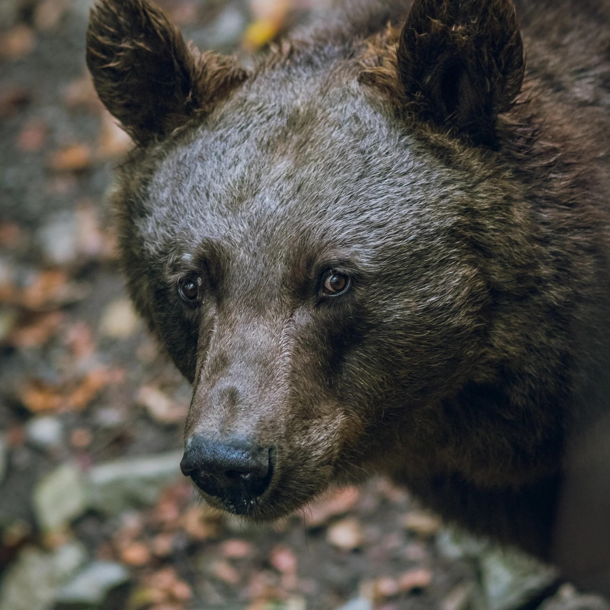 Bears Sign Undrafted Free Agent Black Bear out of Alaska Wilderness