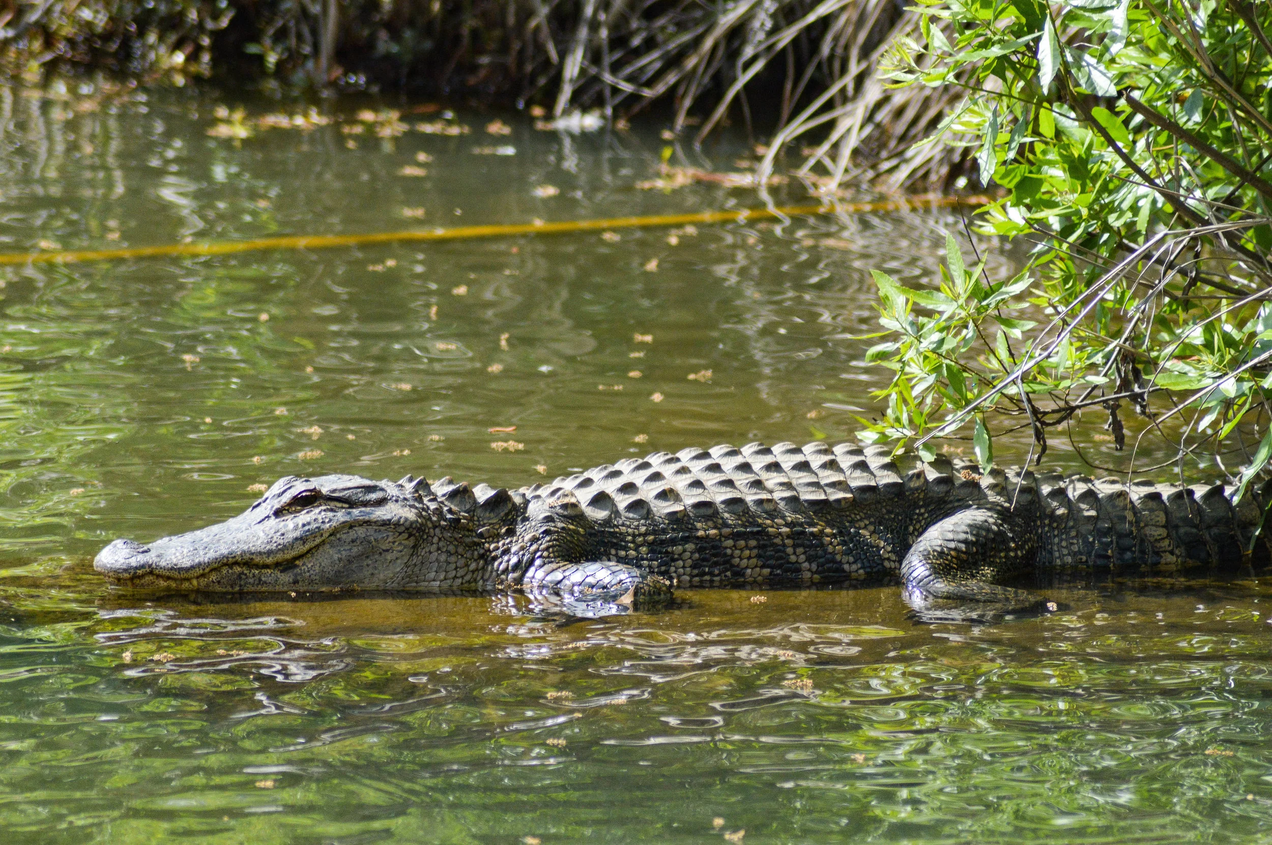 Gator's Relaxing Vacation Ruined by Internet