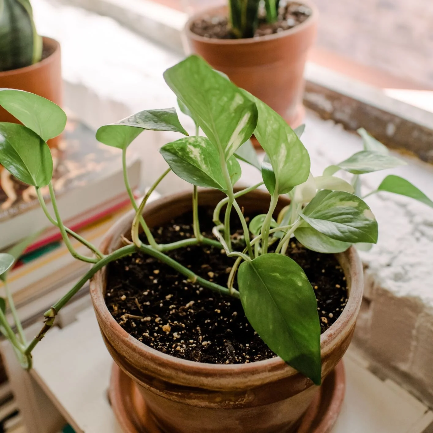 8 Tips for Growing Your Newsletter Audience