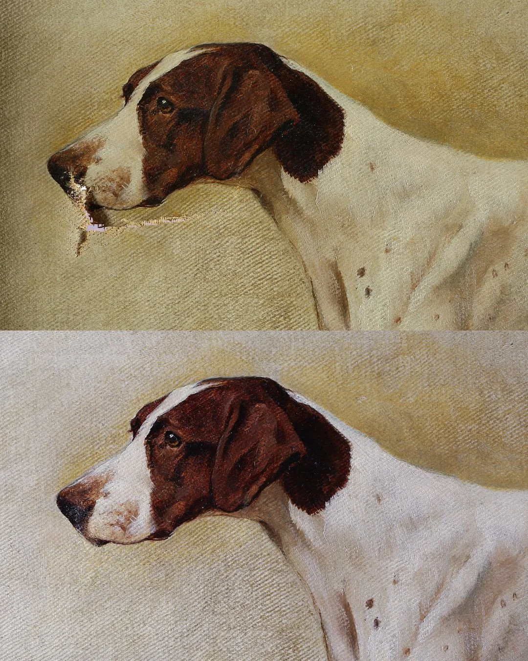 This handsome hound called Coronation, painted in 1905 by Arthur Wardle, came to us with a tear in the canvas that needed careful repair. 
Wardle (1860&ndash;1949) was a celebrated British painter best known for his depictions of animals, from terrie