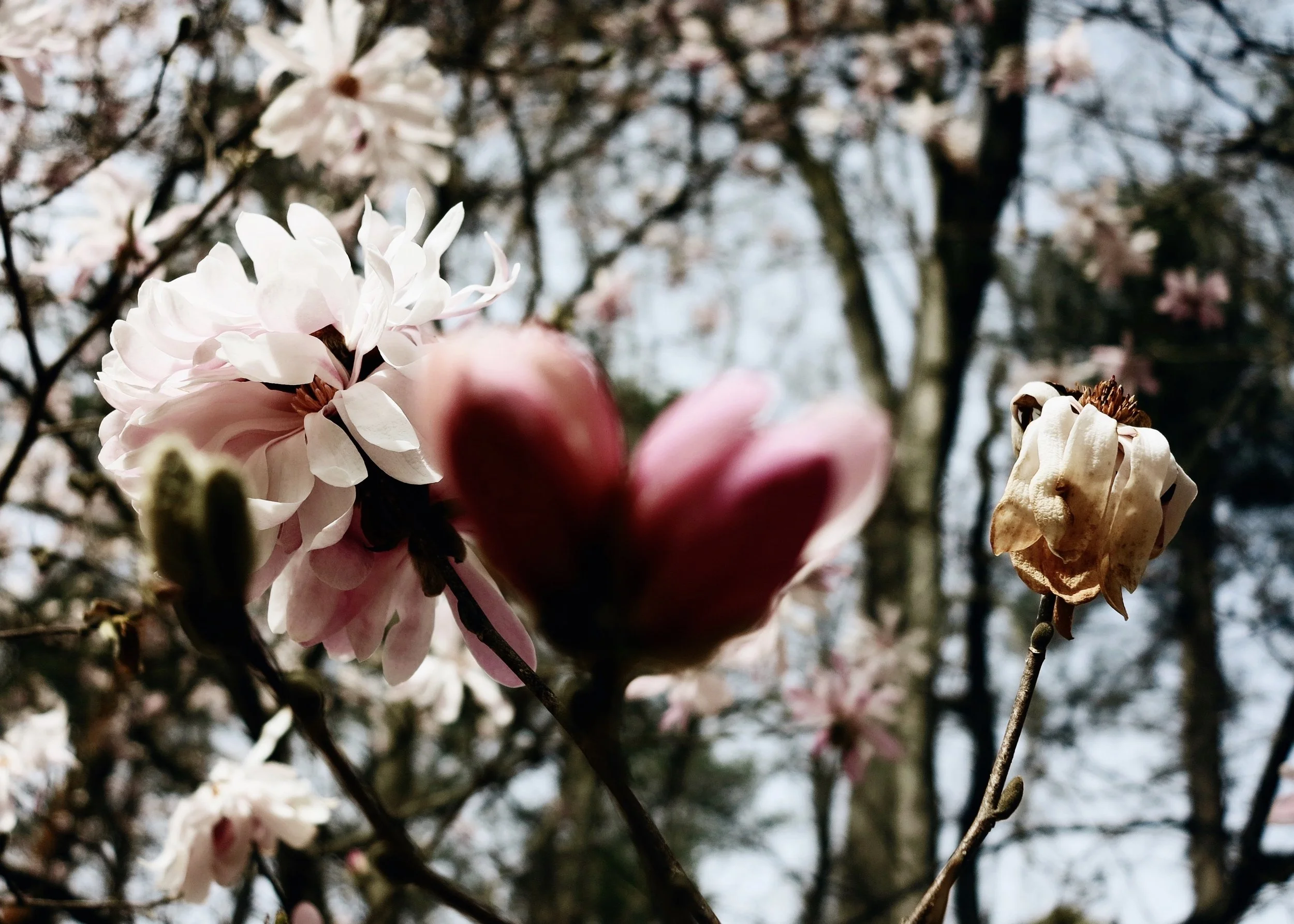 fleur.jpeg